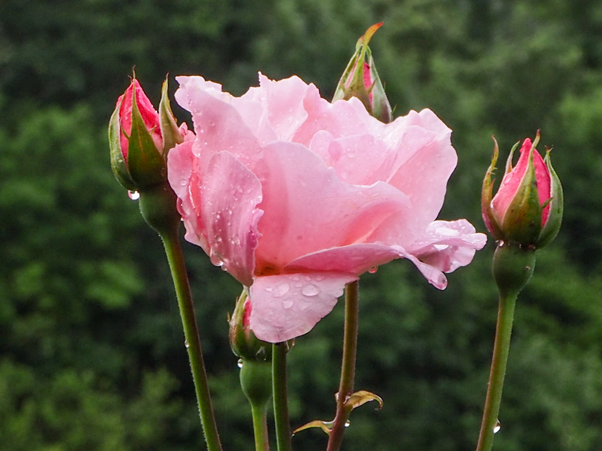 San Martín (Infiesto). Asturias