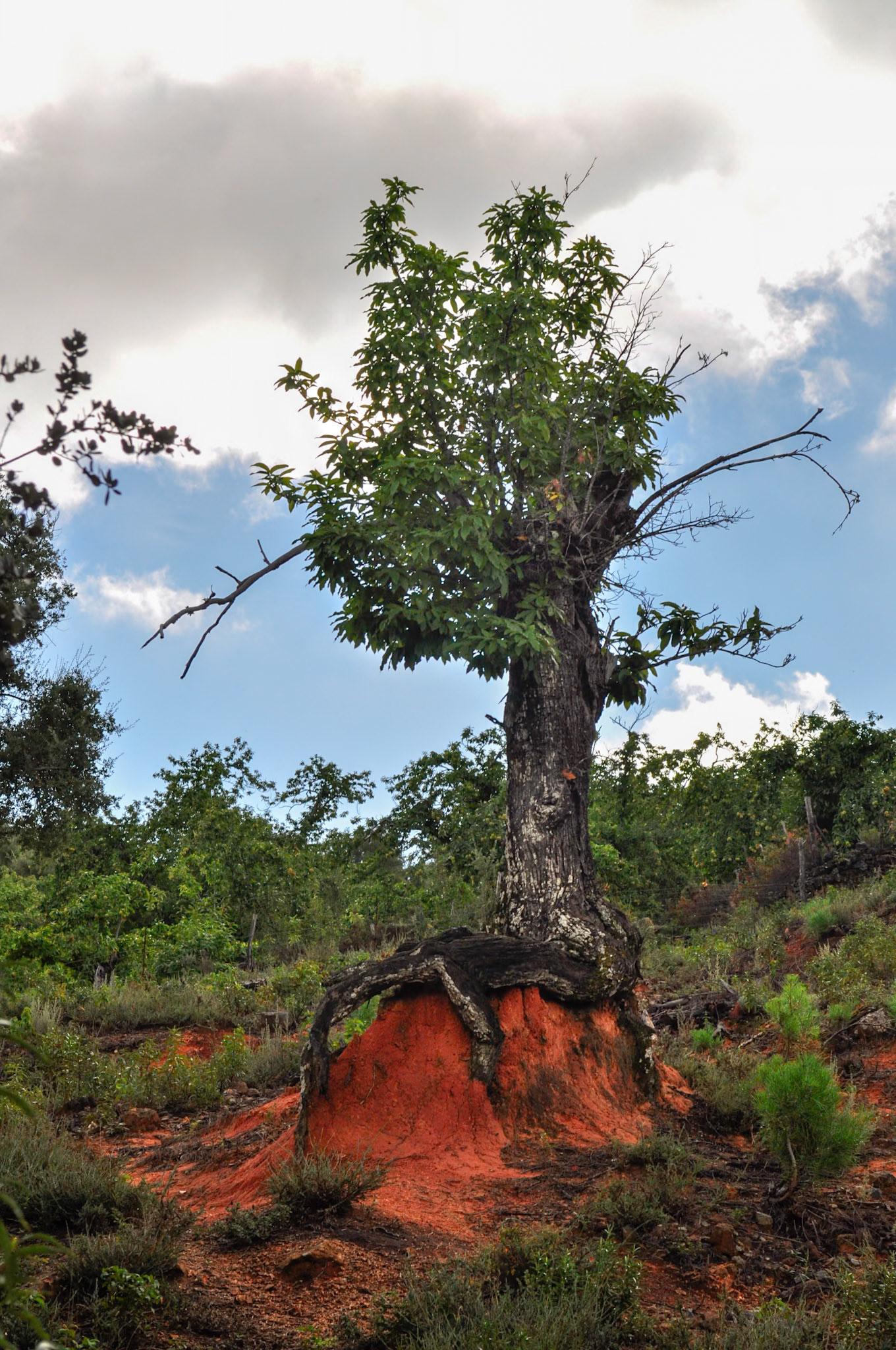 Castañar. Santa Ana la Real. Huelva