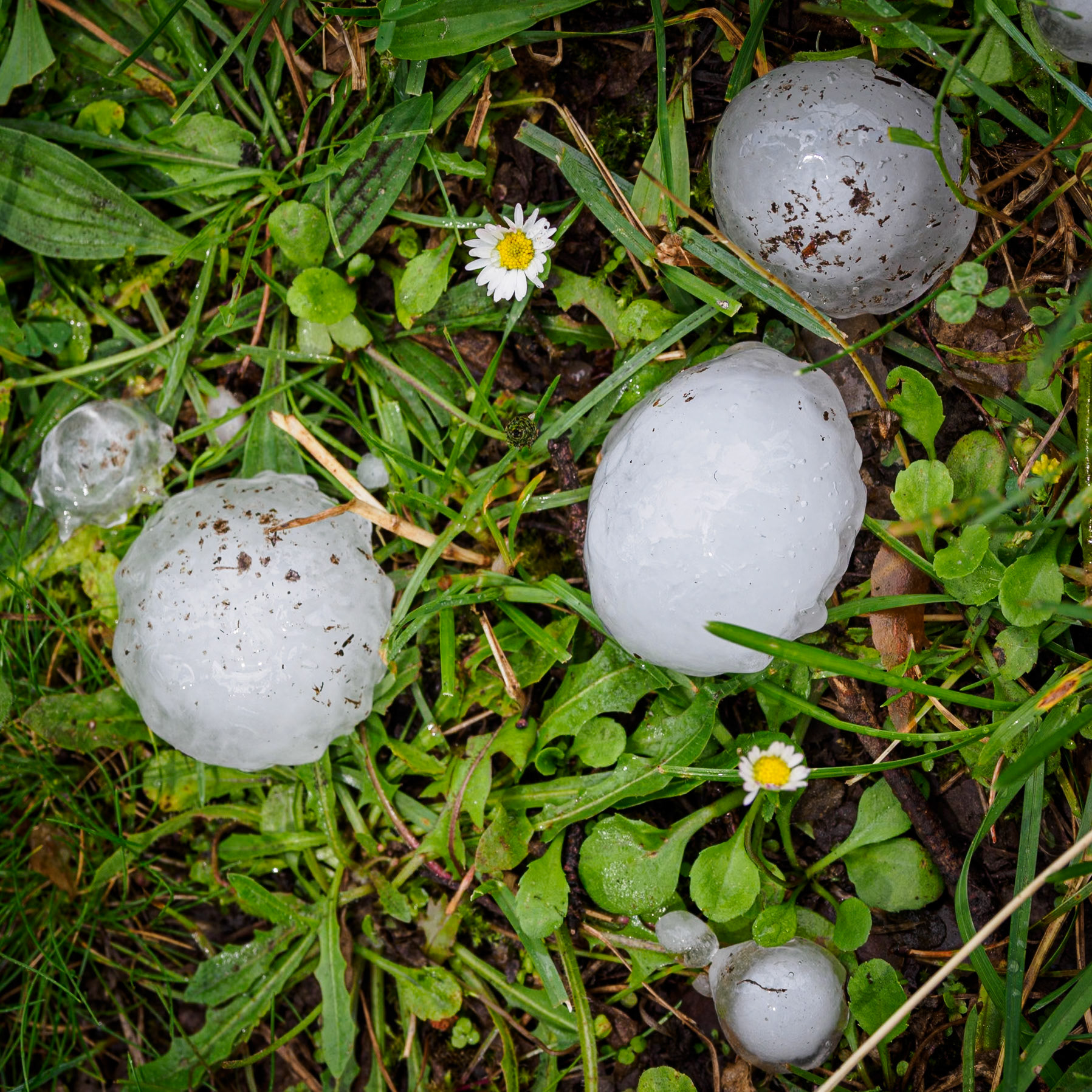 Vinuesa. Museo de Bosque. Granizada