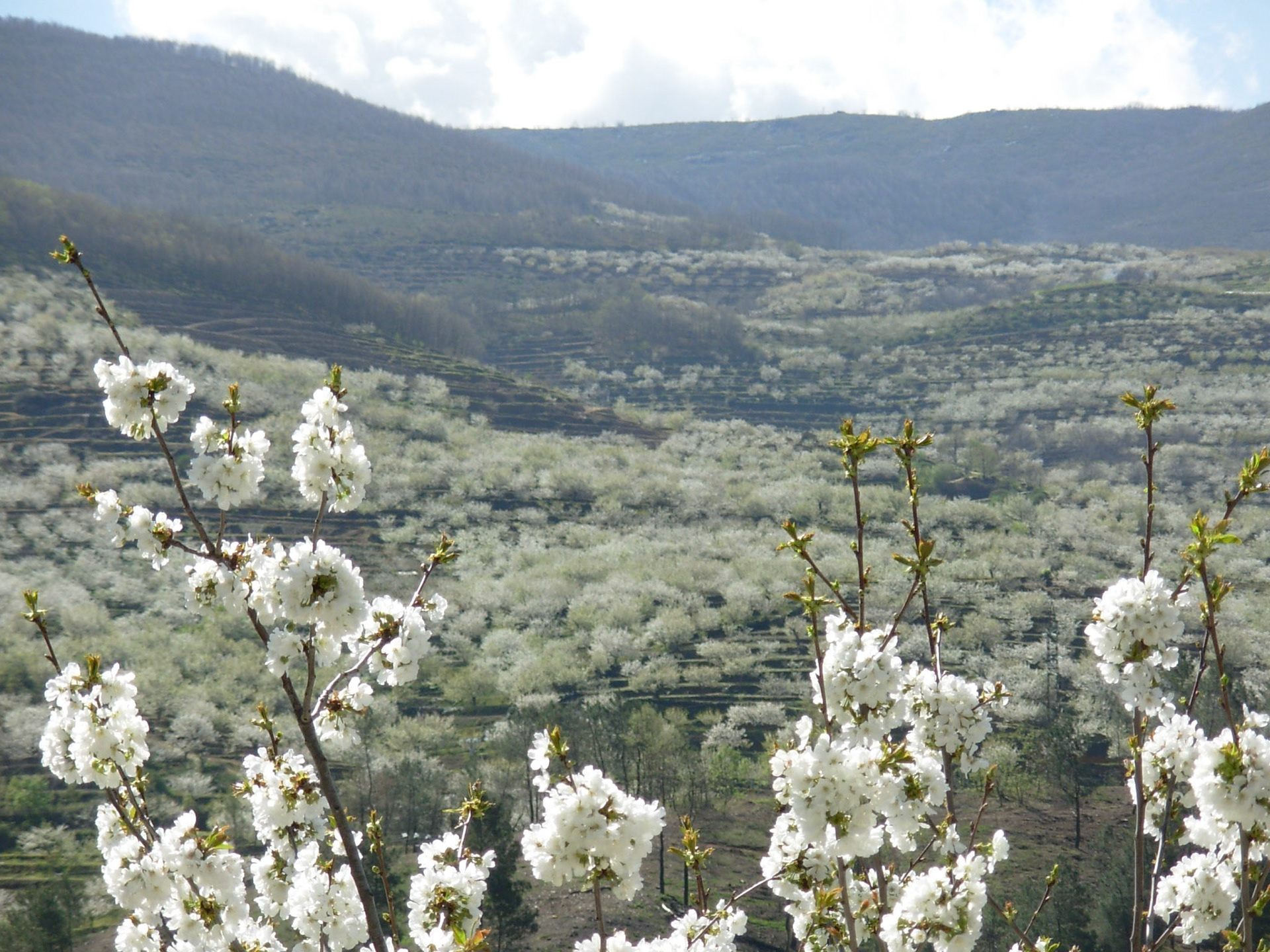 Valle del Jerte