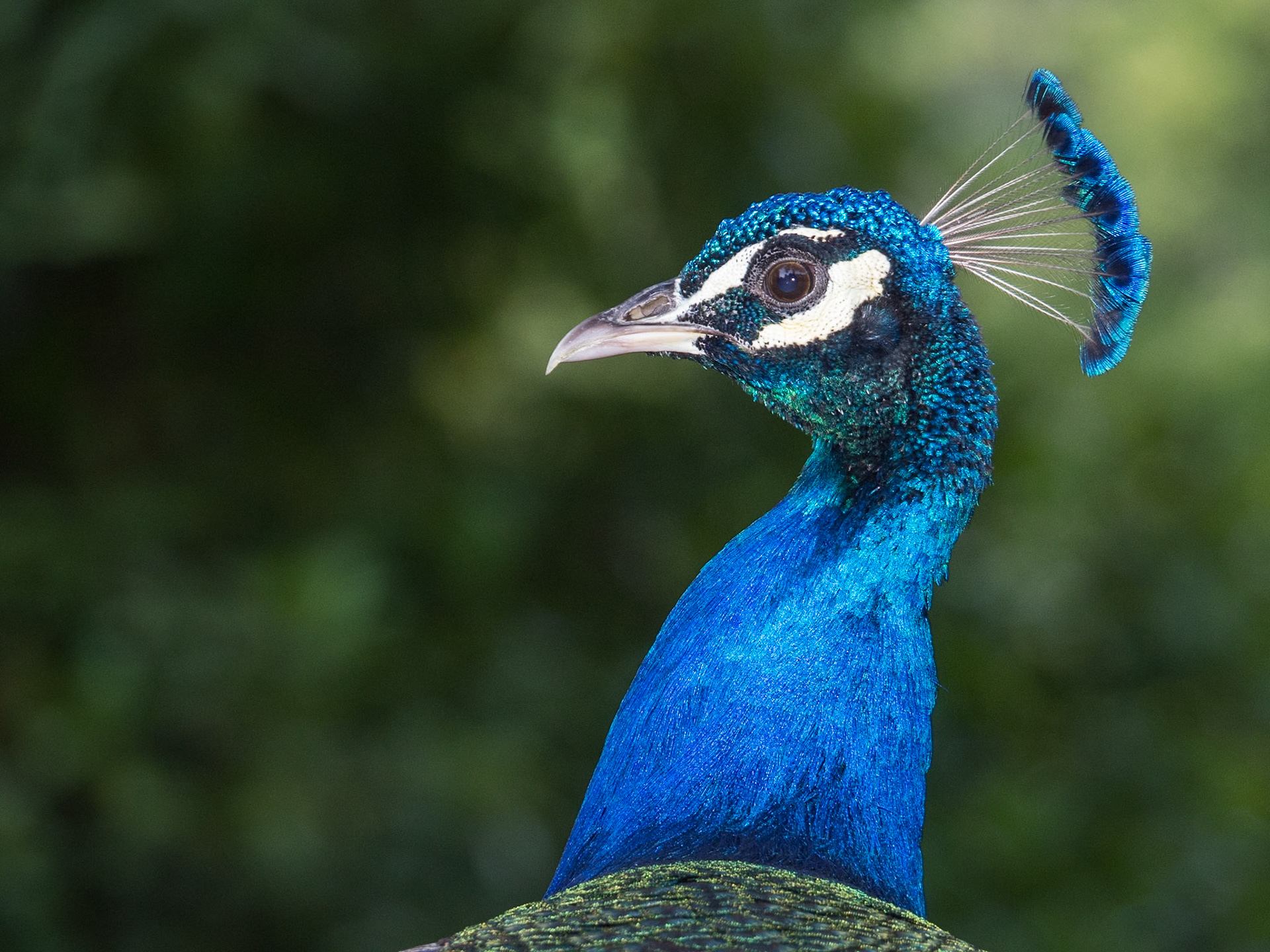 Reales Alcázares de Sevilla