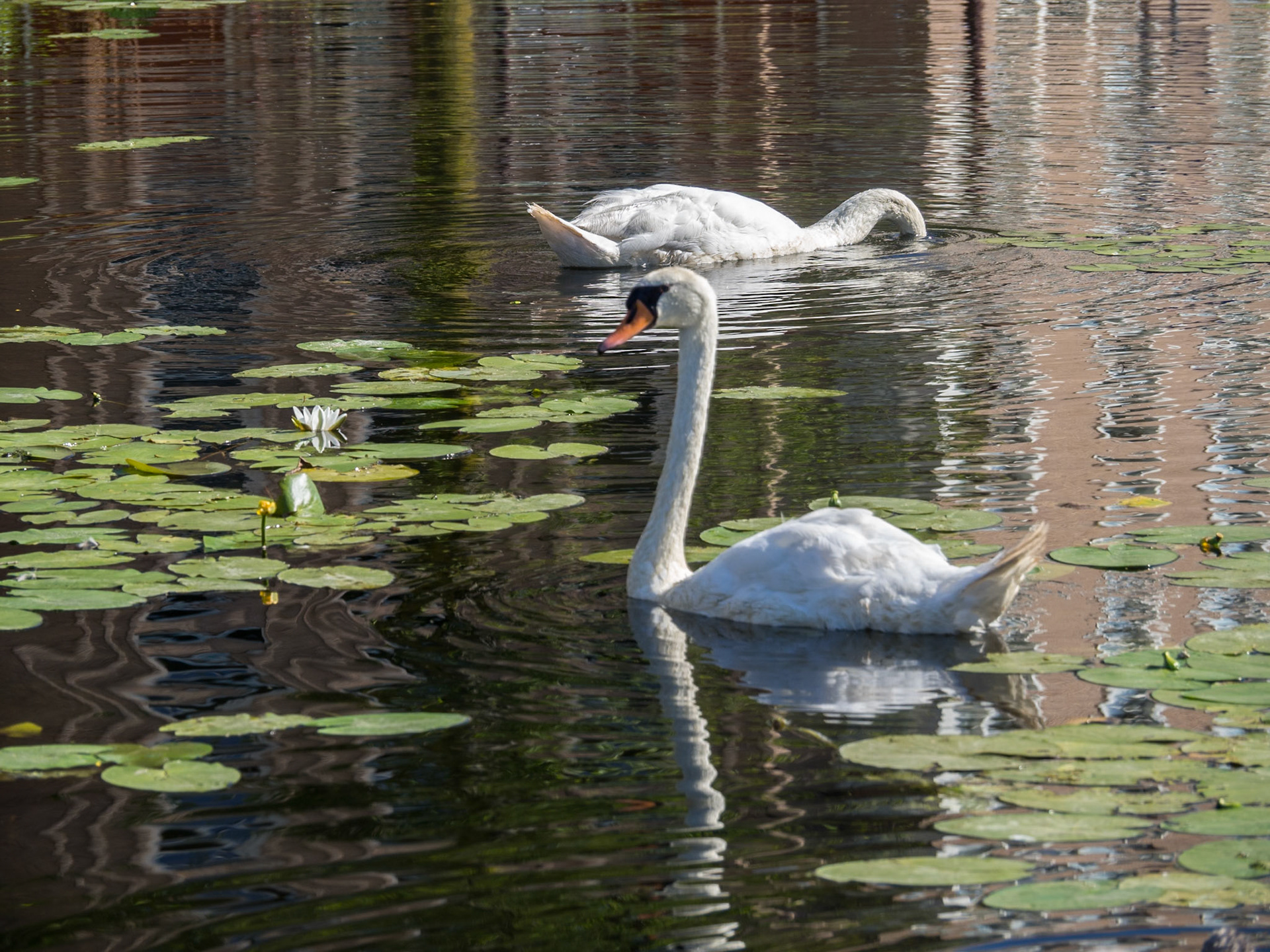 Estanque cerca del Hotel Casa Amsterdam