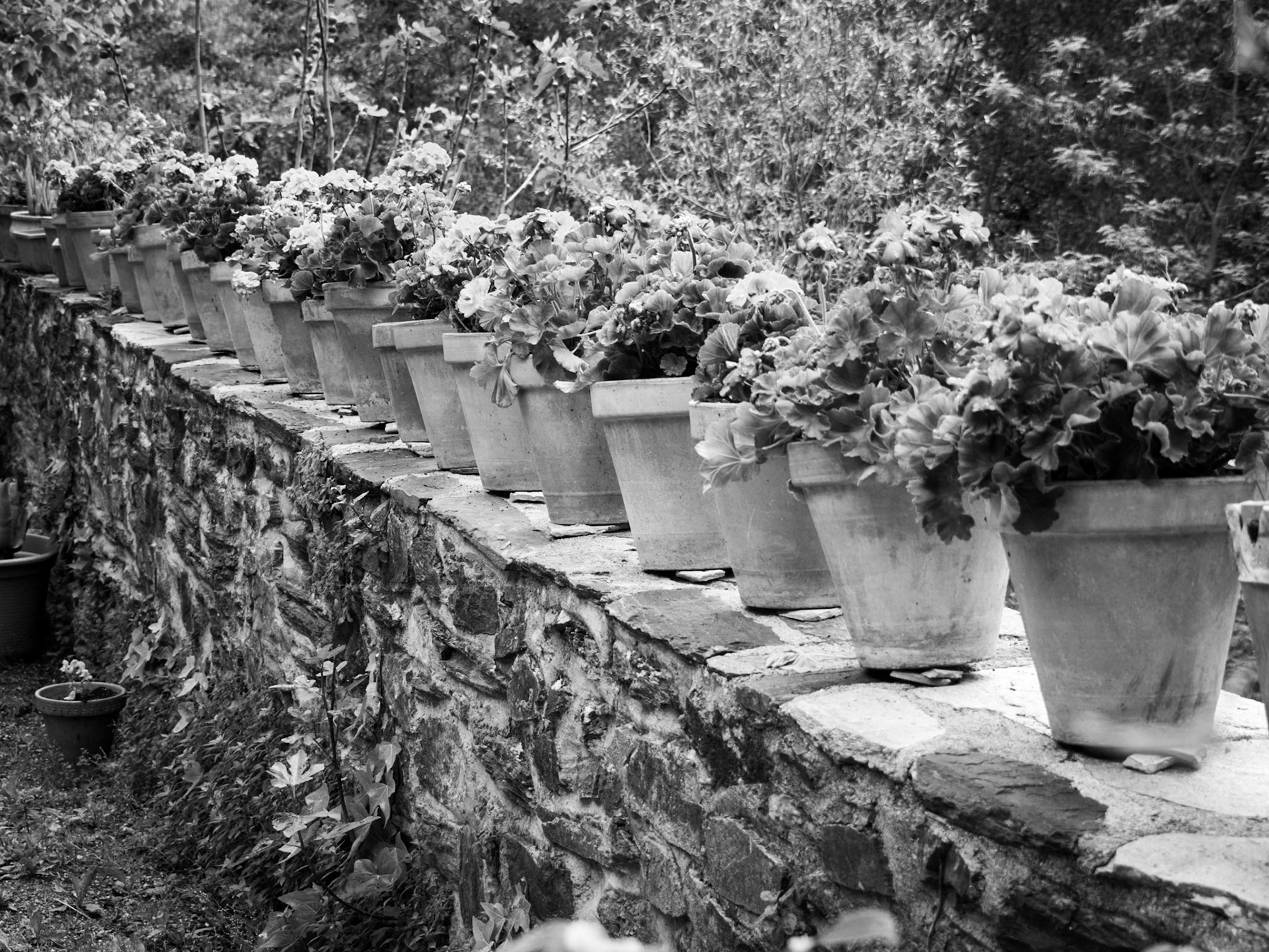 Sendero del Charcón. Güejar Sierra