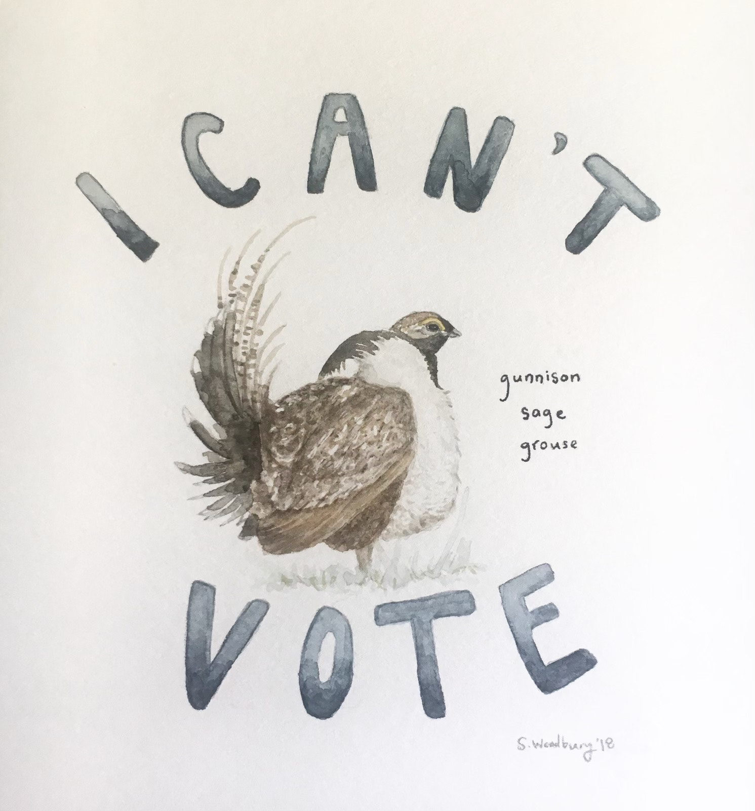 gunnison sage grouse