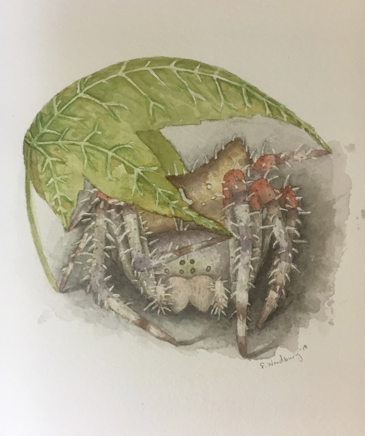 spider under a leaf, commissioned by eric follett