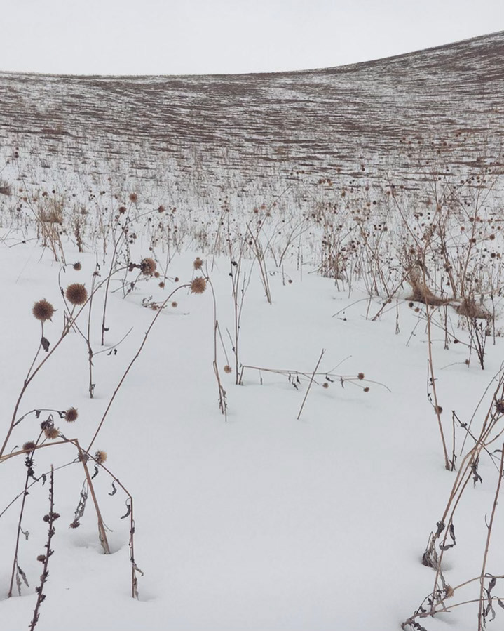eternity in sunflower bones
