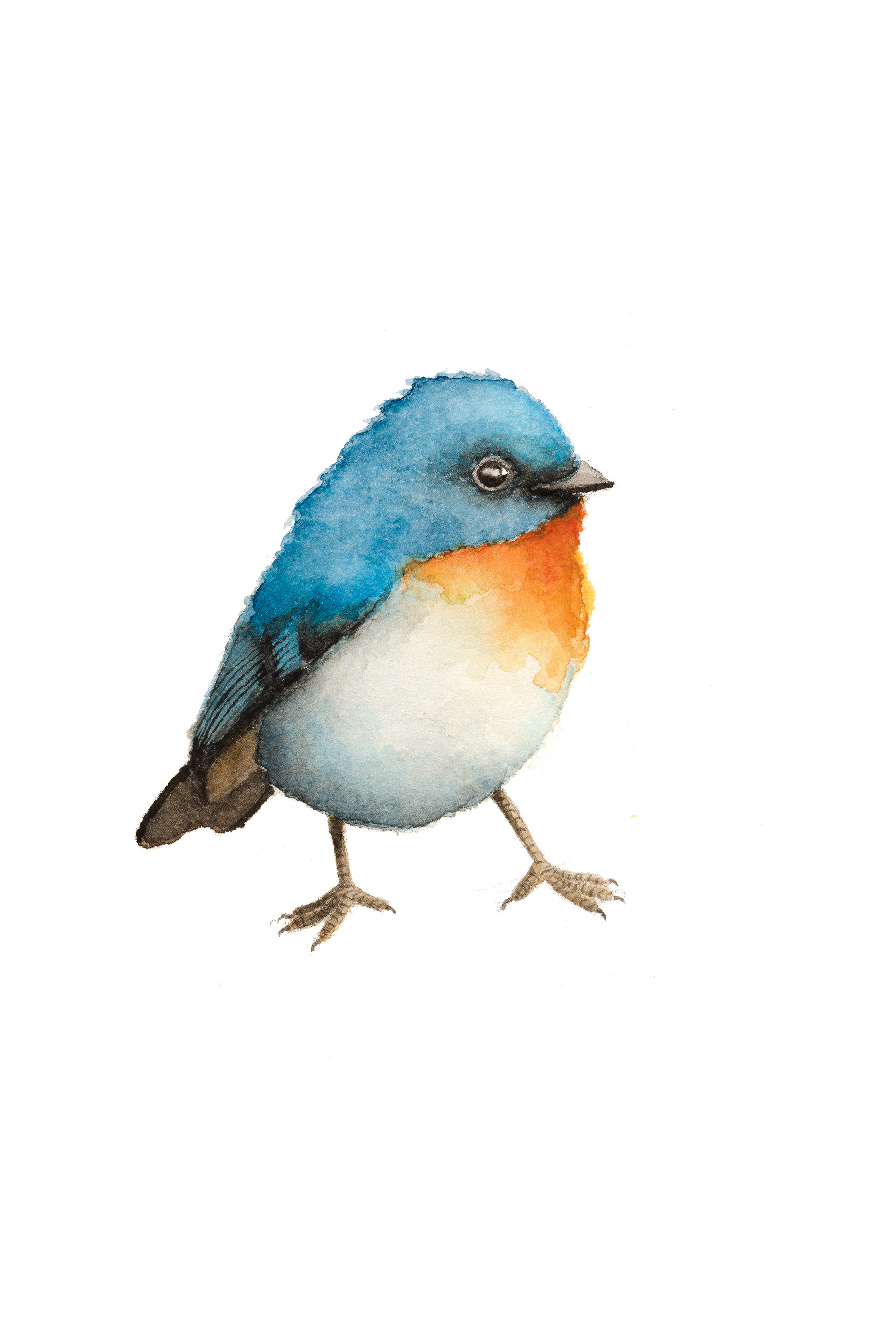 little birdie