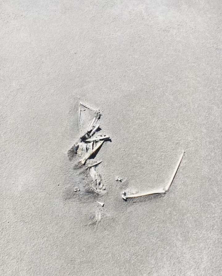 a bird skeleton at Great Salt Lake
