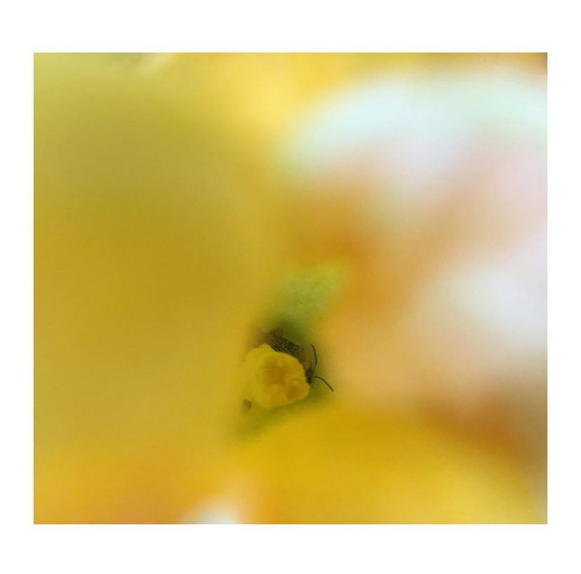 squash bee cozy