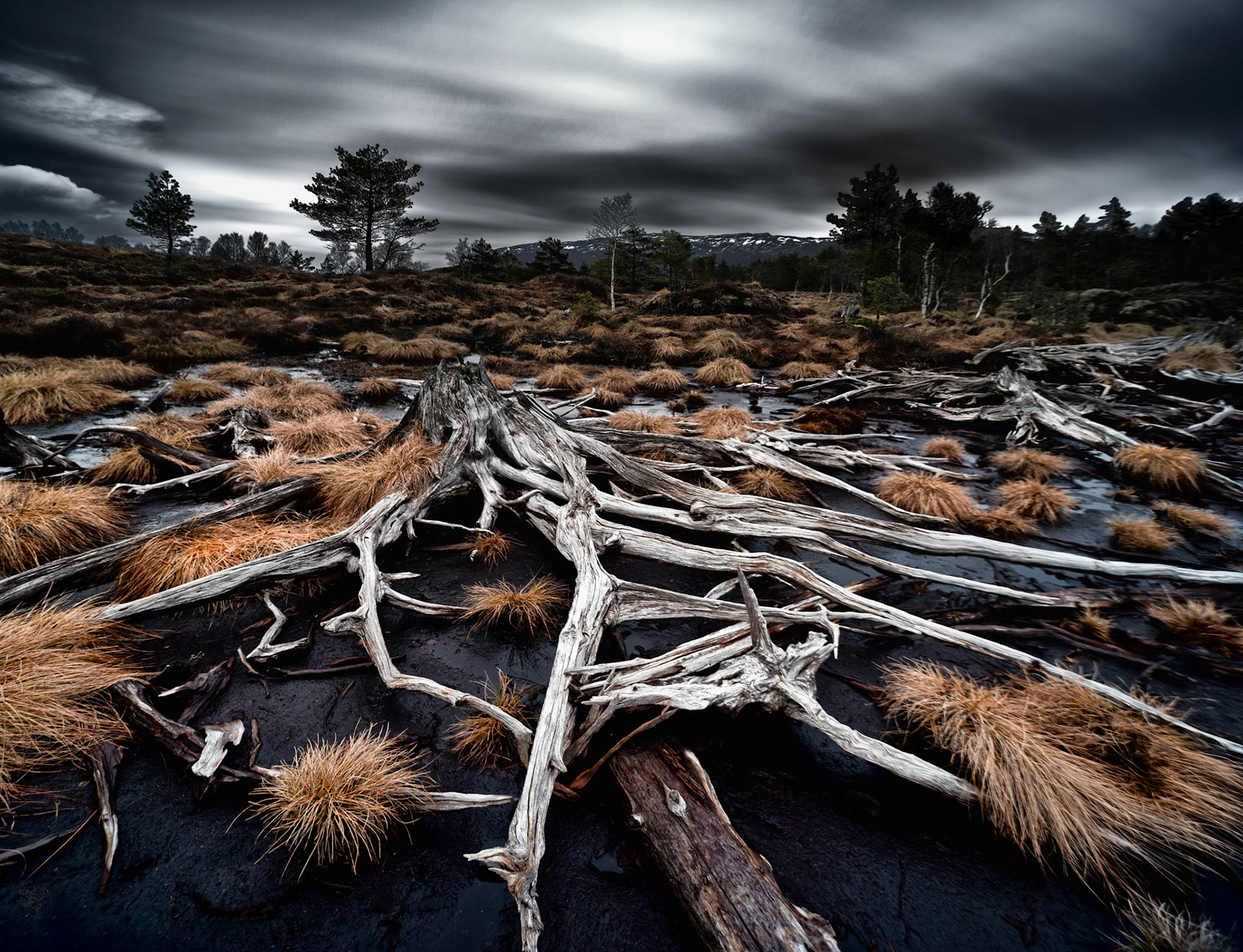 Tree root in swamp