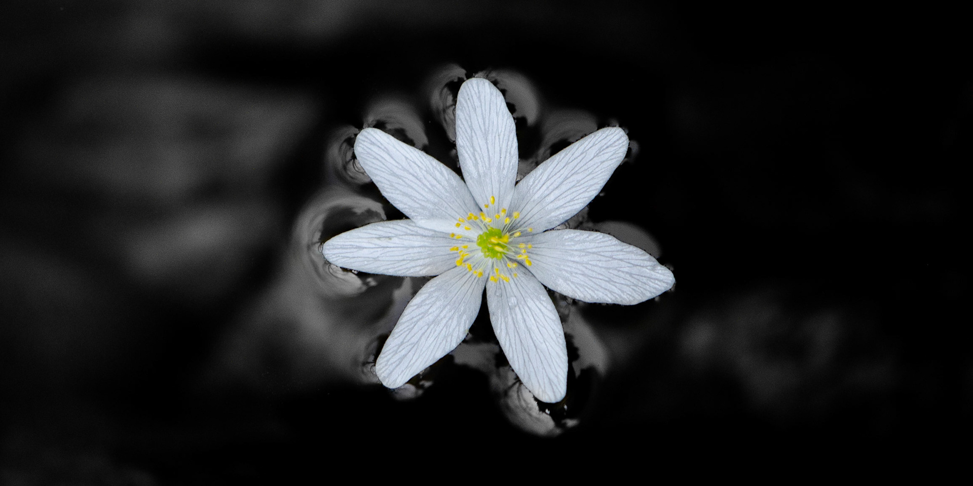 "Floating whiterose"