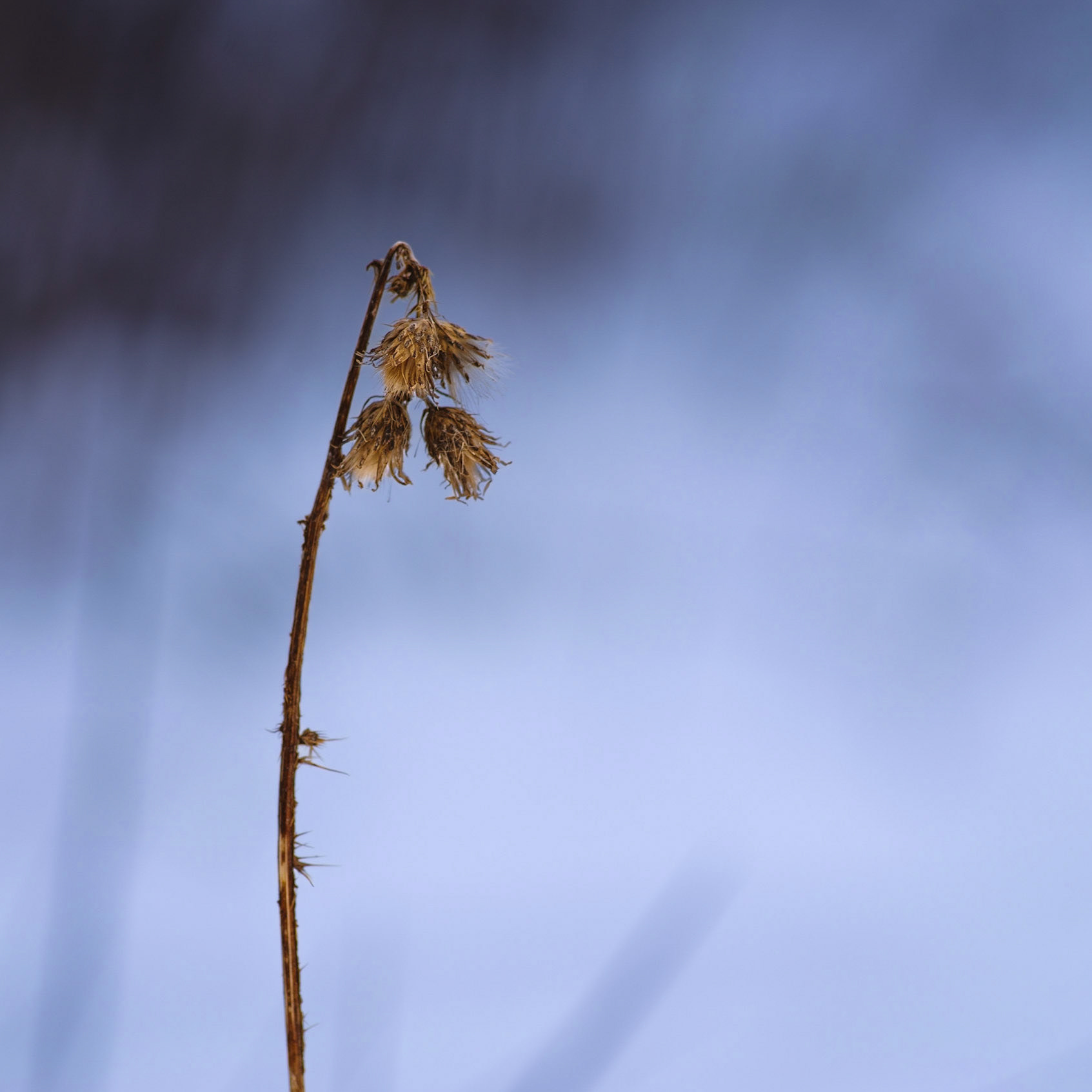 Vissen mot blå bakgrunn