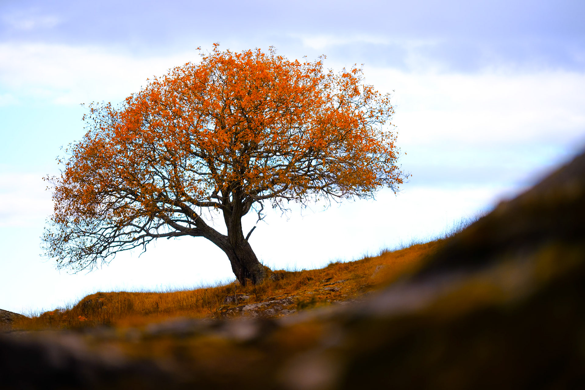 Sneaky peak på treet på Solberg