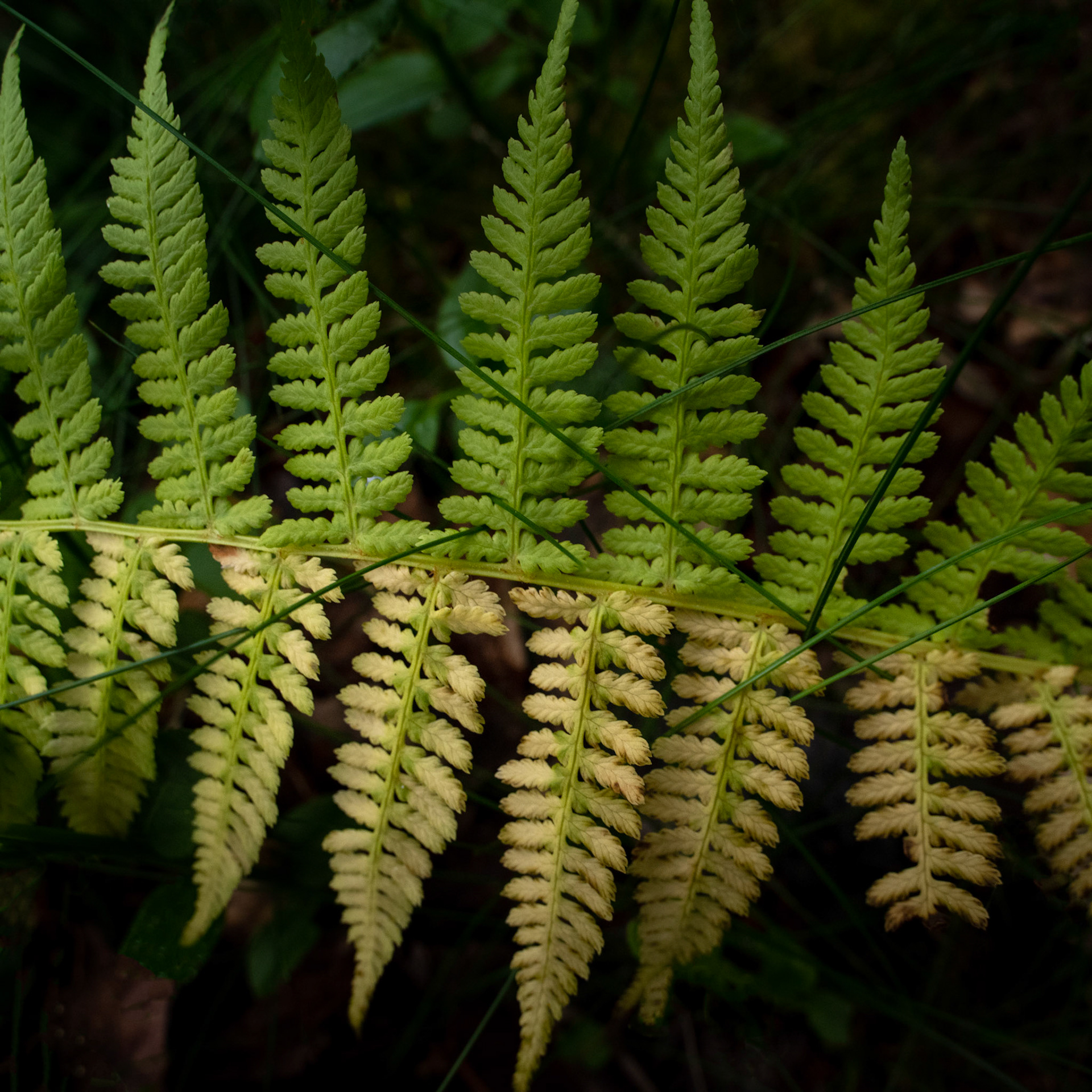 Naturens former, farger og linjer