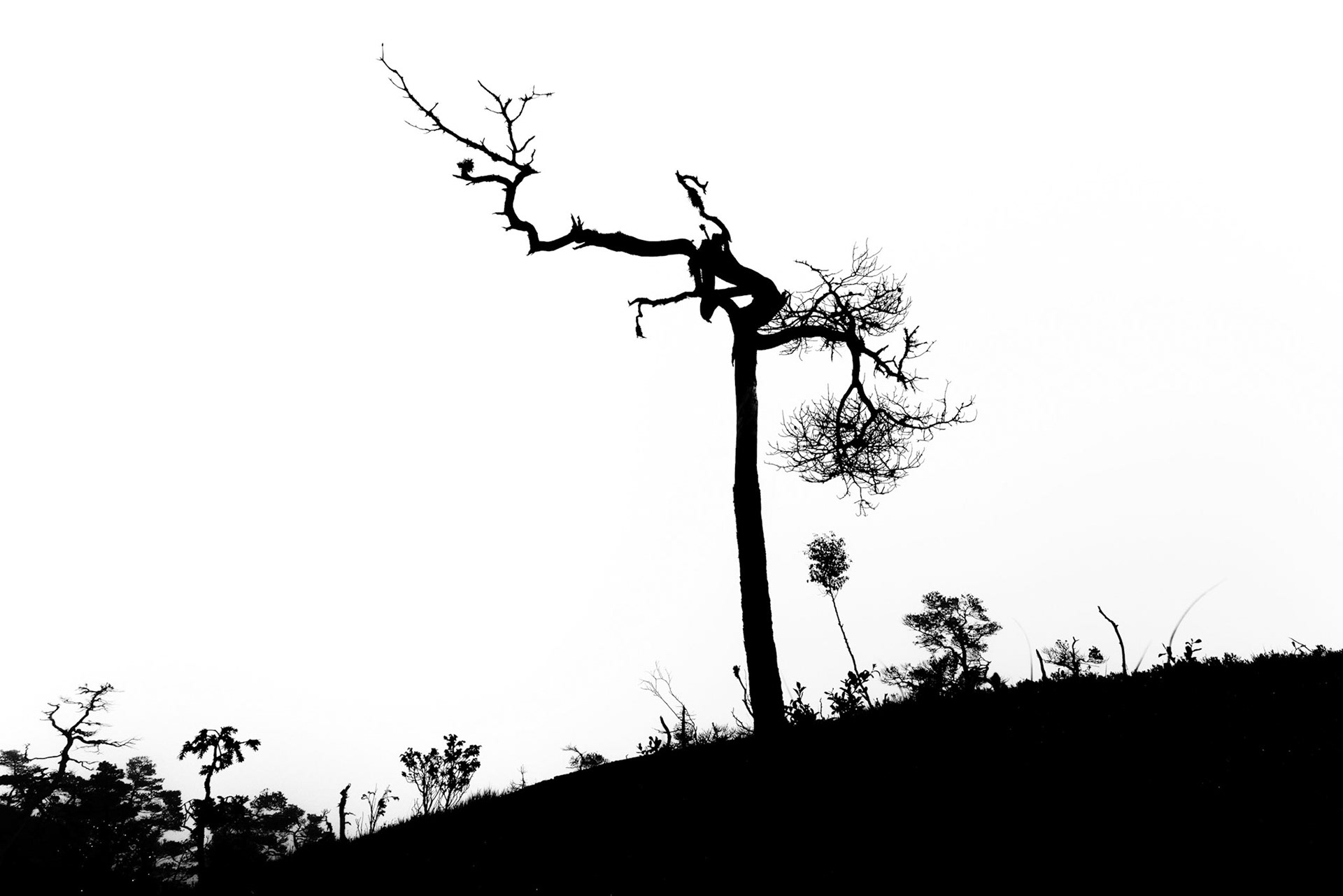 Monotone tree collection part 2