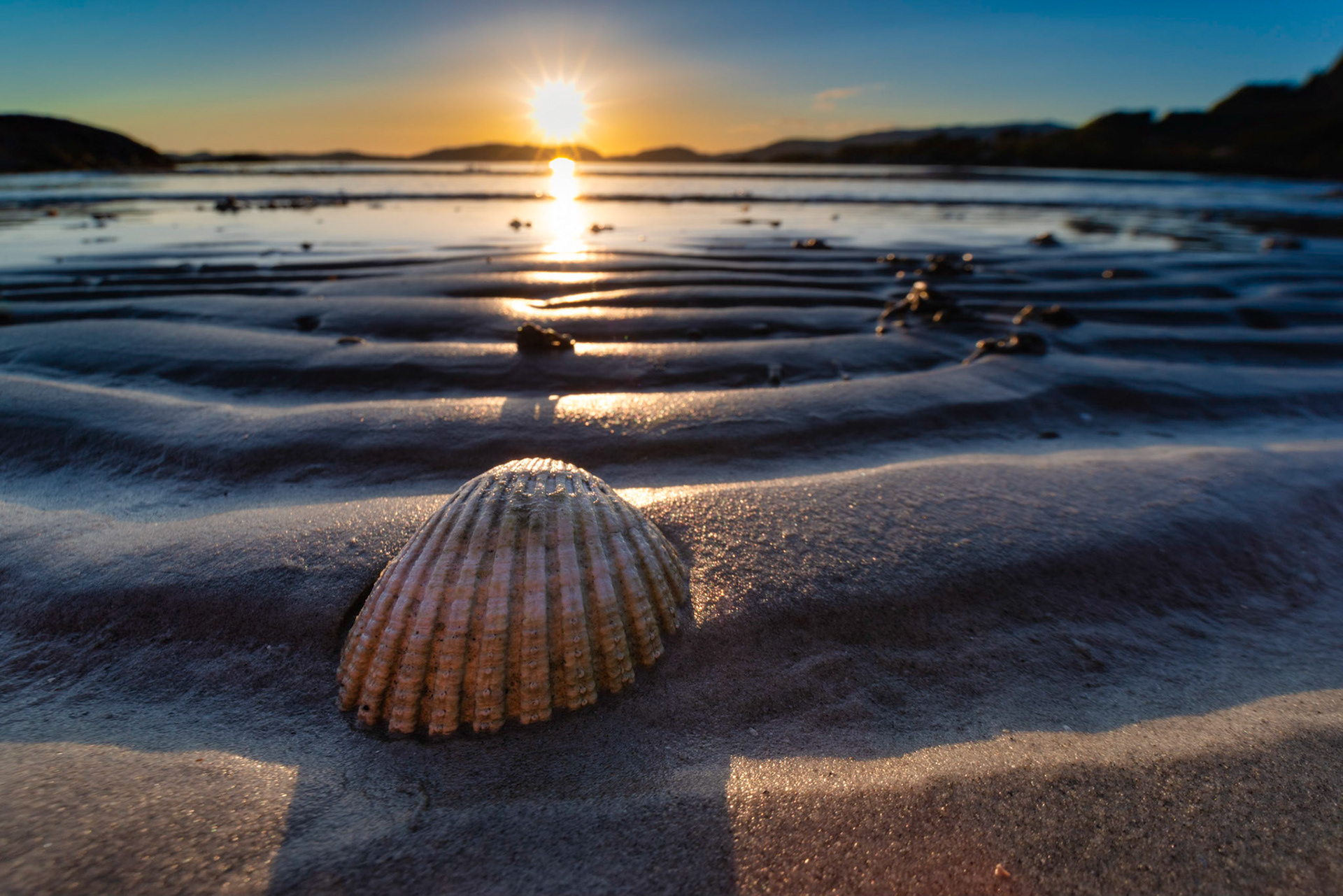 Shell by sunset