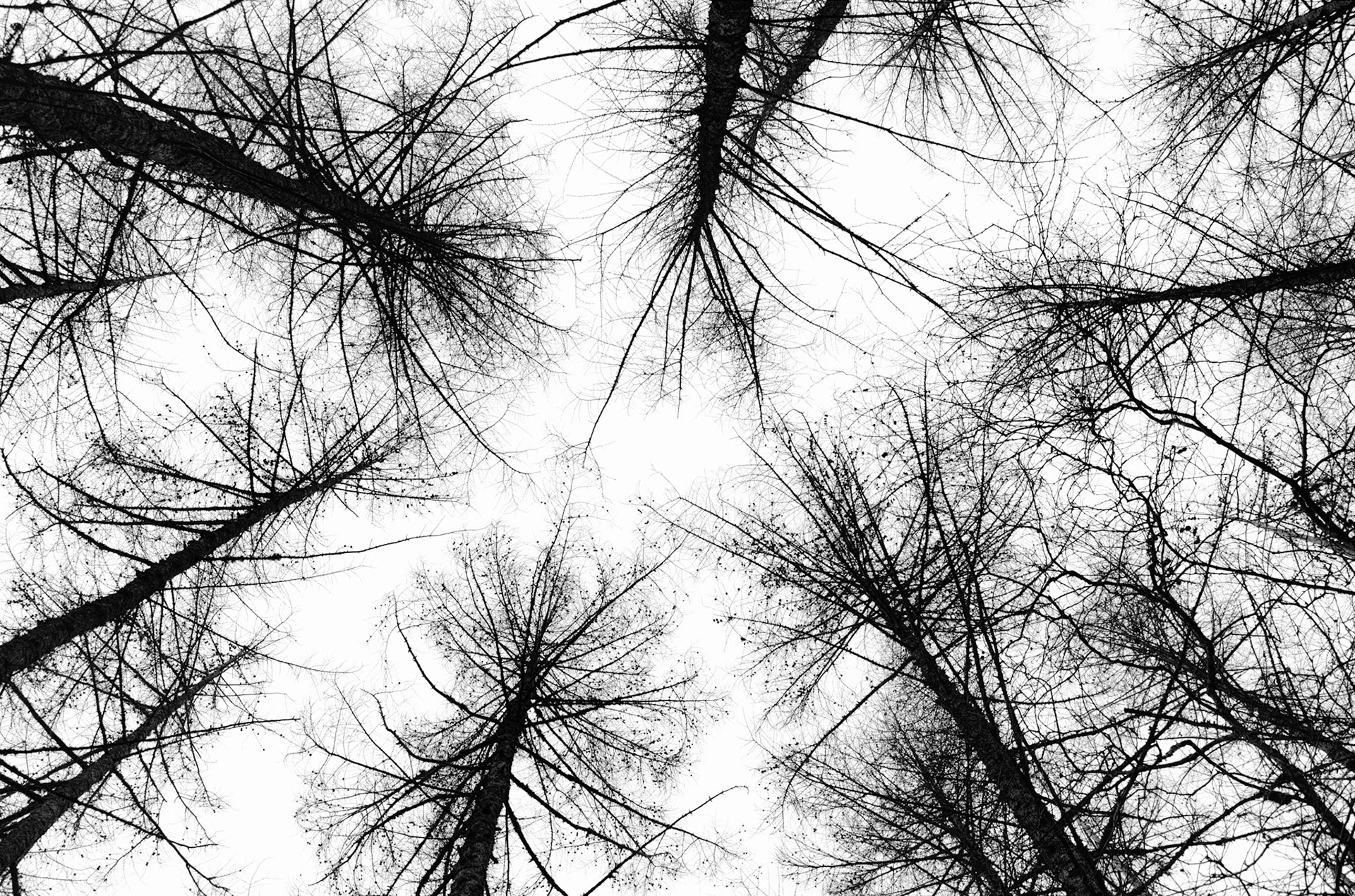 FOREST SERIES NO. II