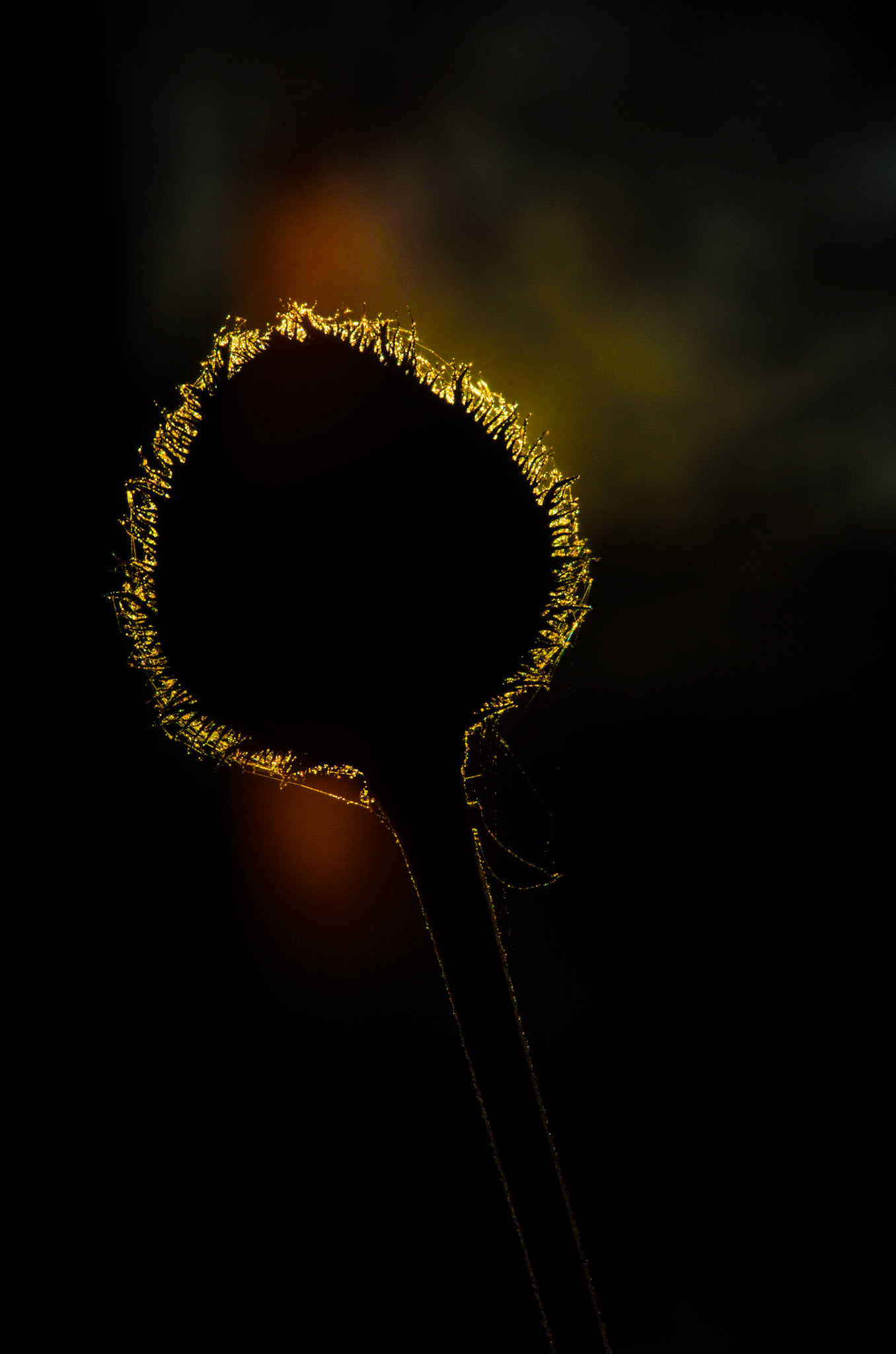 "Trolsk siluett"2013 - Norgesmesterkap foto, høst, accepted