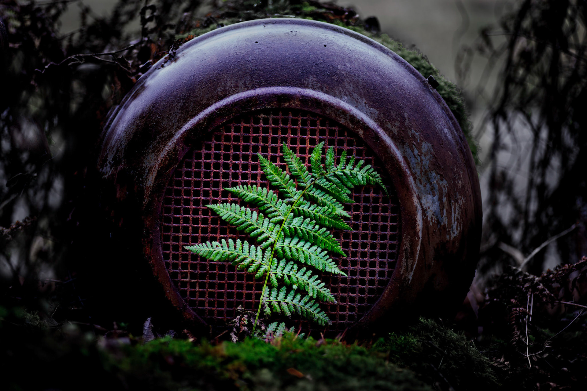 Bregne i rustent selskap