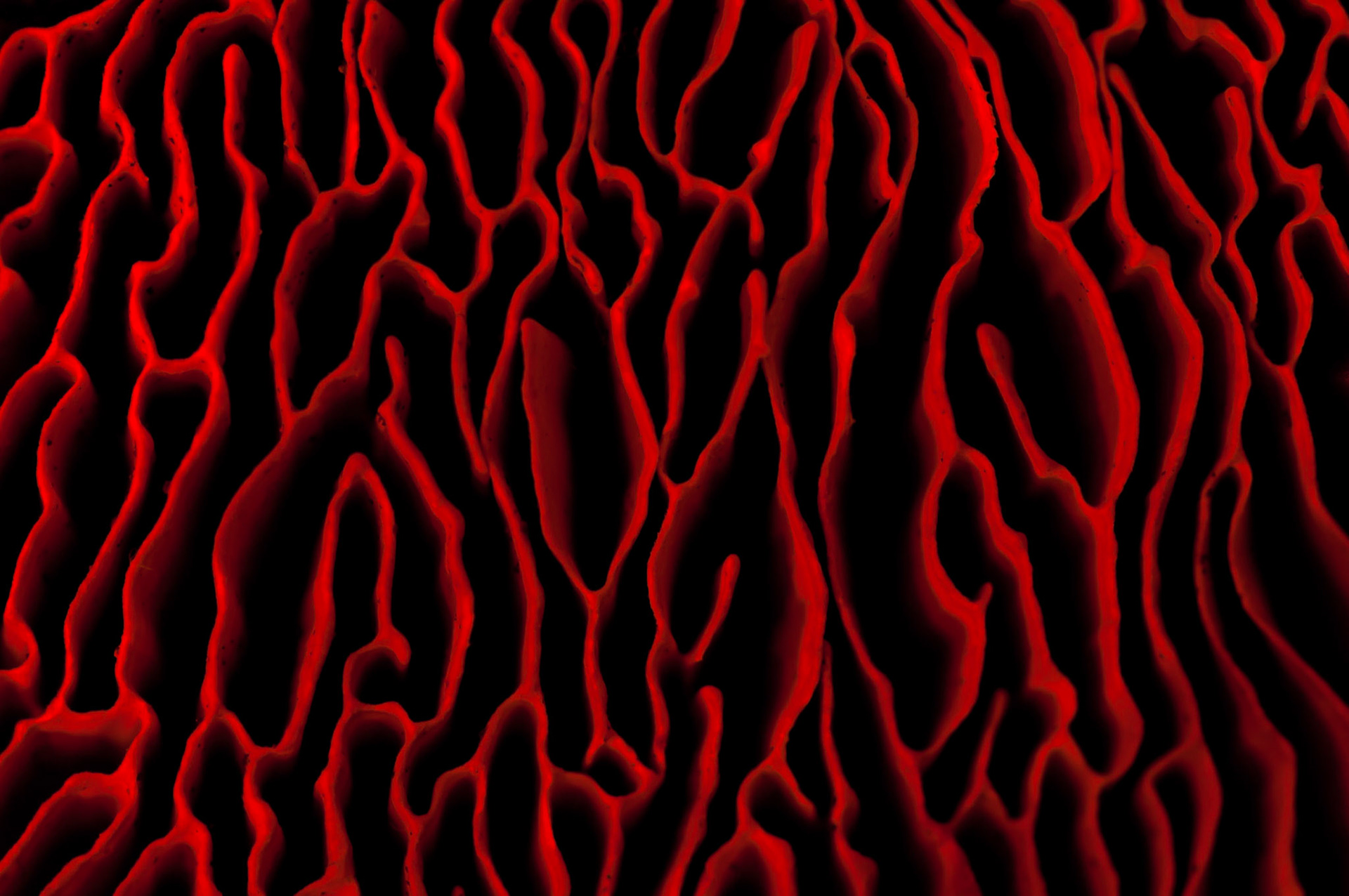 Split tone underside mushroom