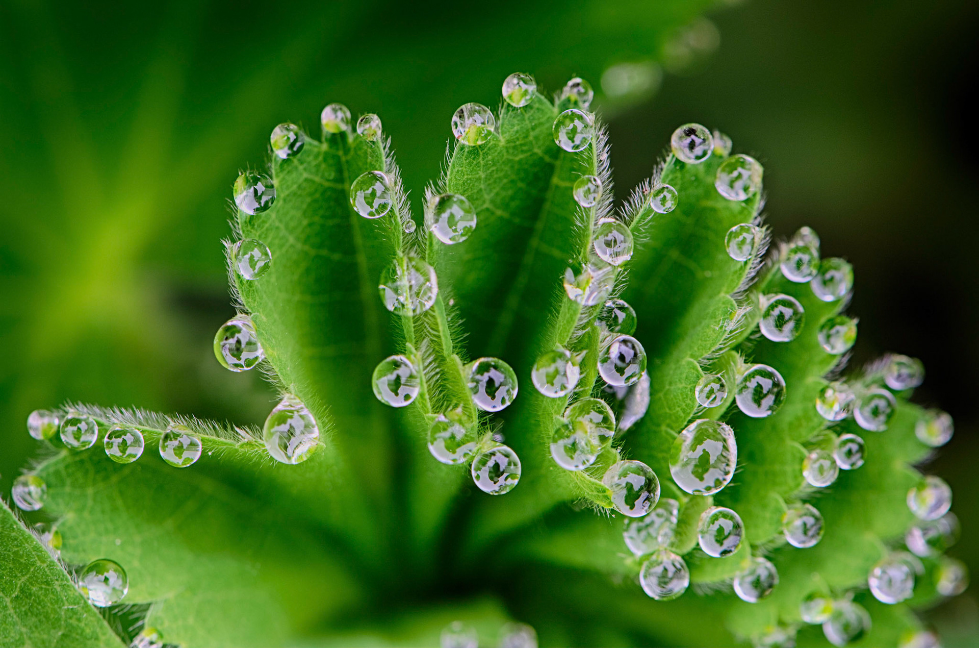 Waterdrops