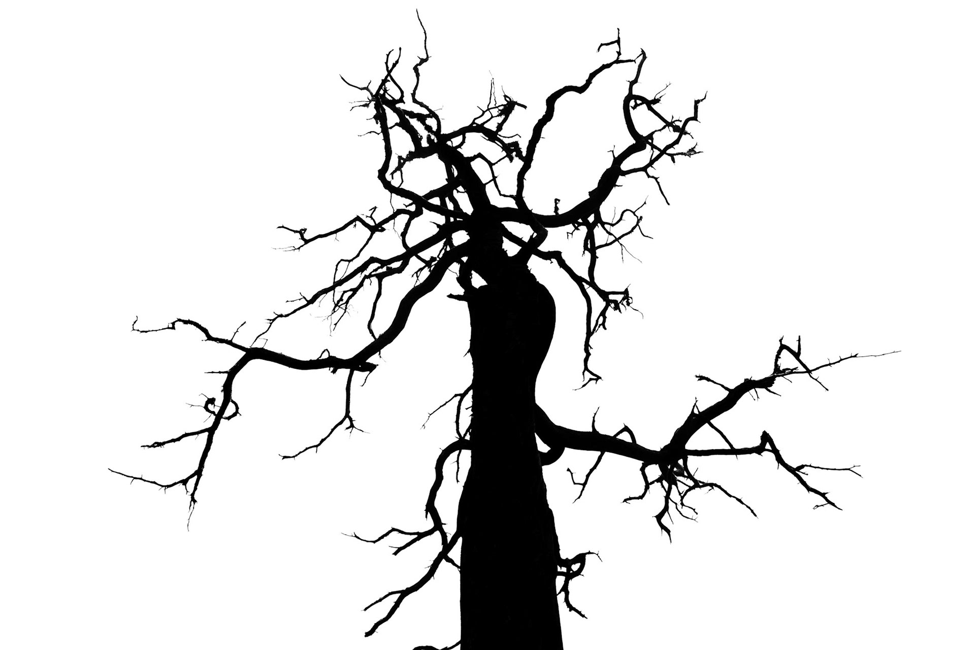 Monotone tree collection part 1