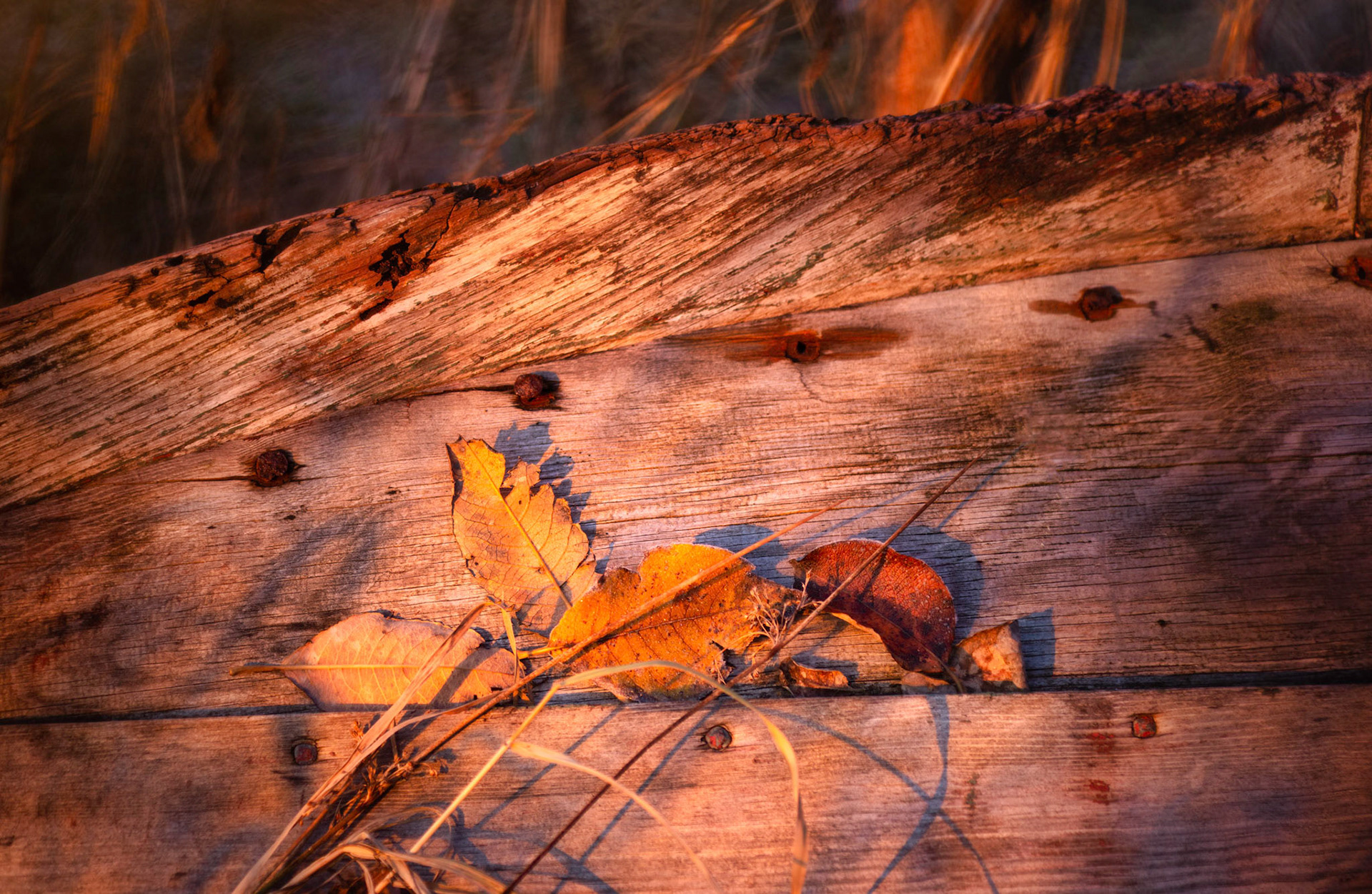 Løv på gammel båt