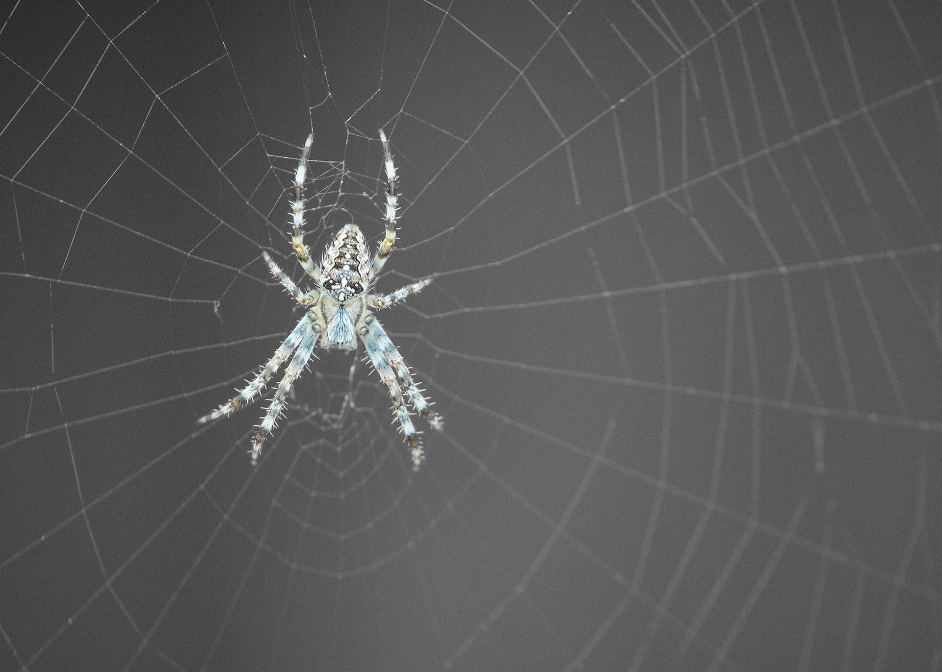 Spyder as santaclause