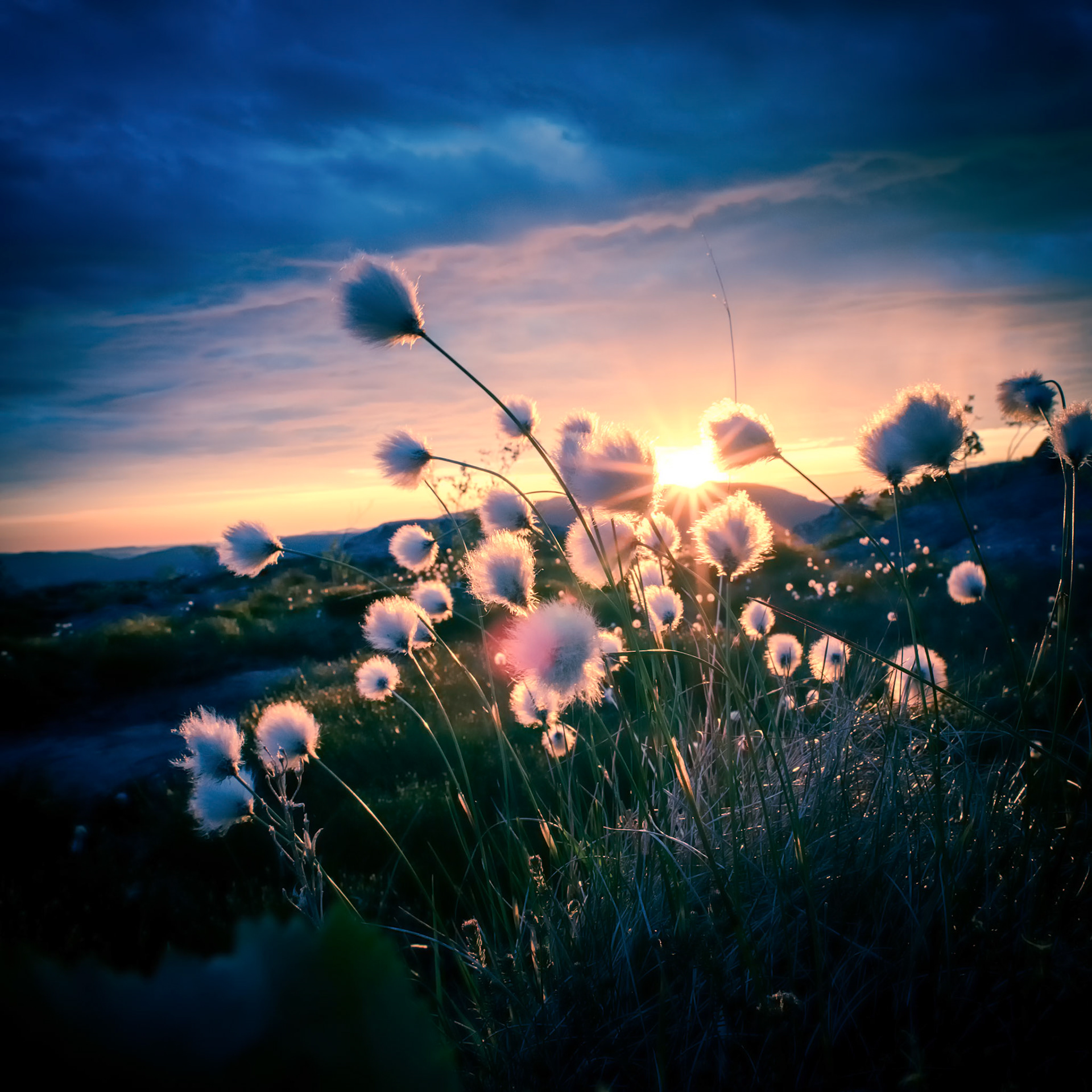 Myrull på Bogafjellet