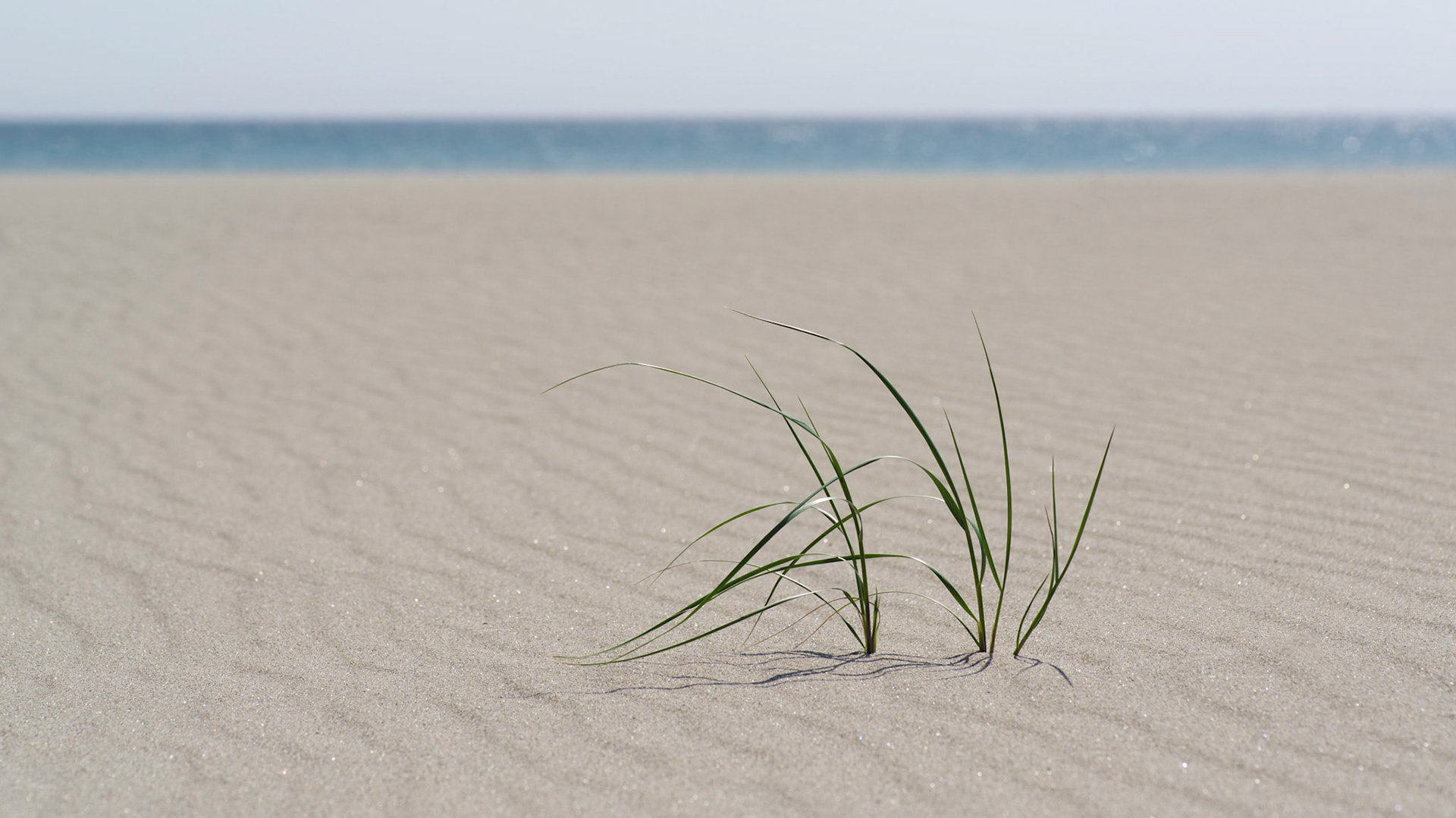 coastline series no. V