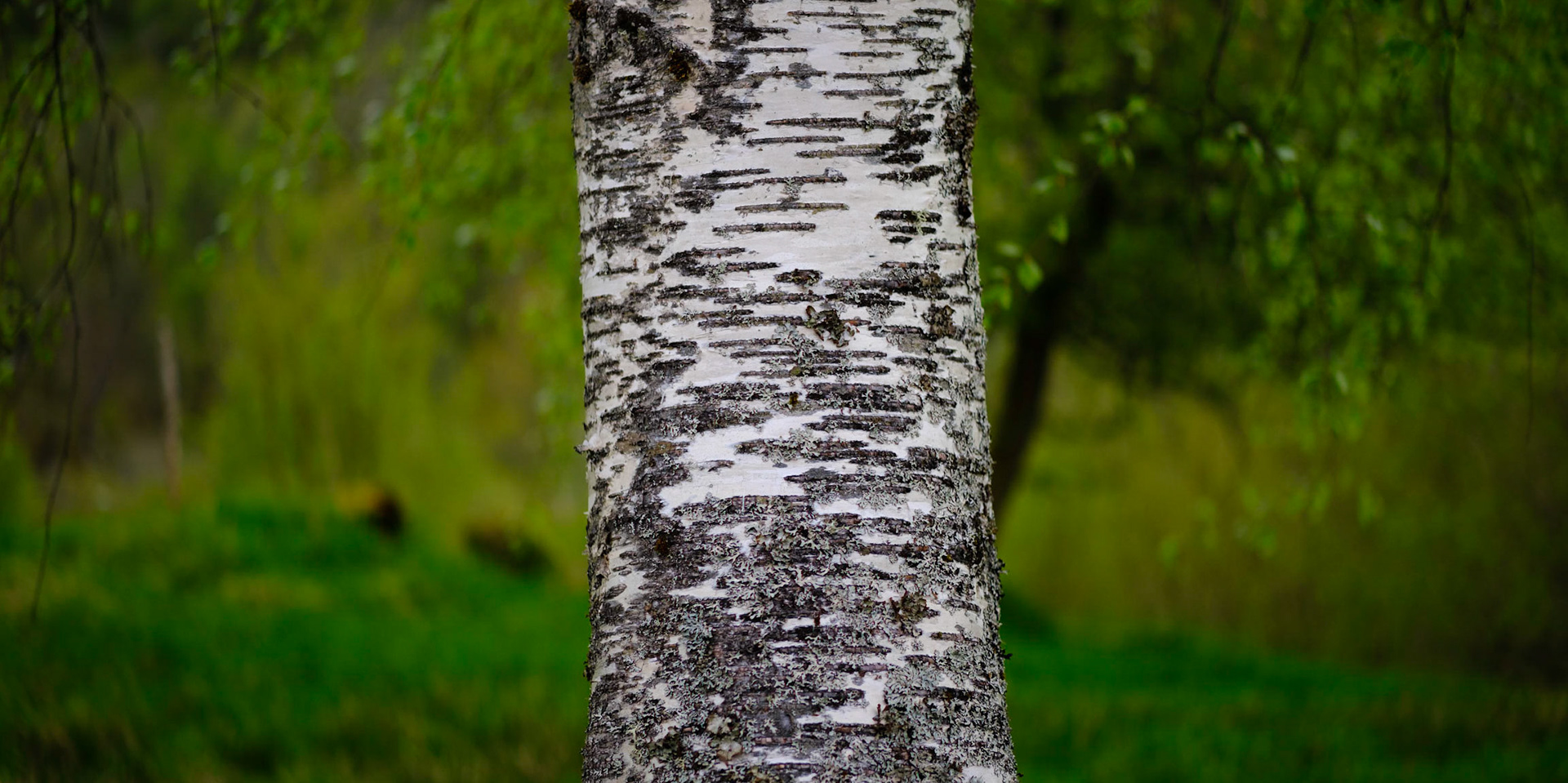 Anamorphic Series no 13