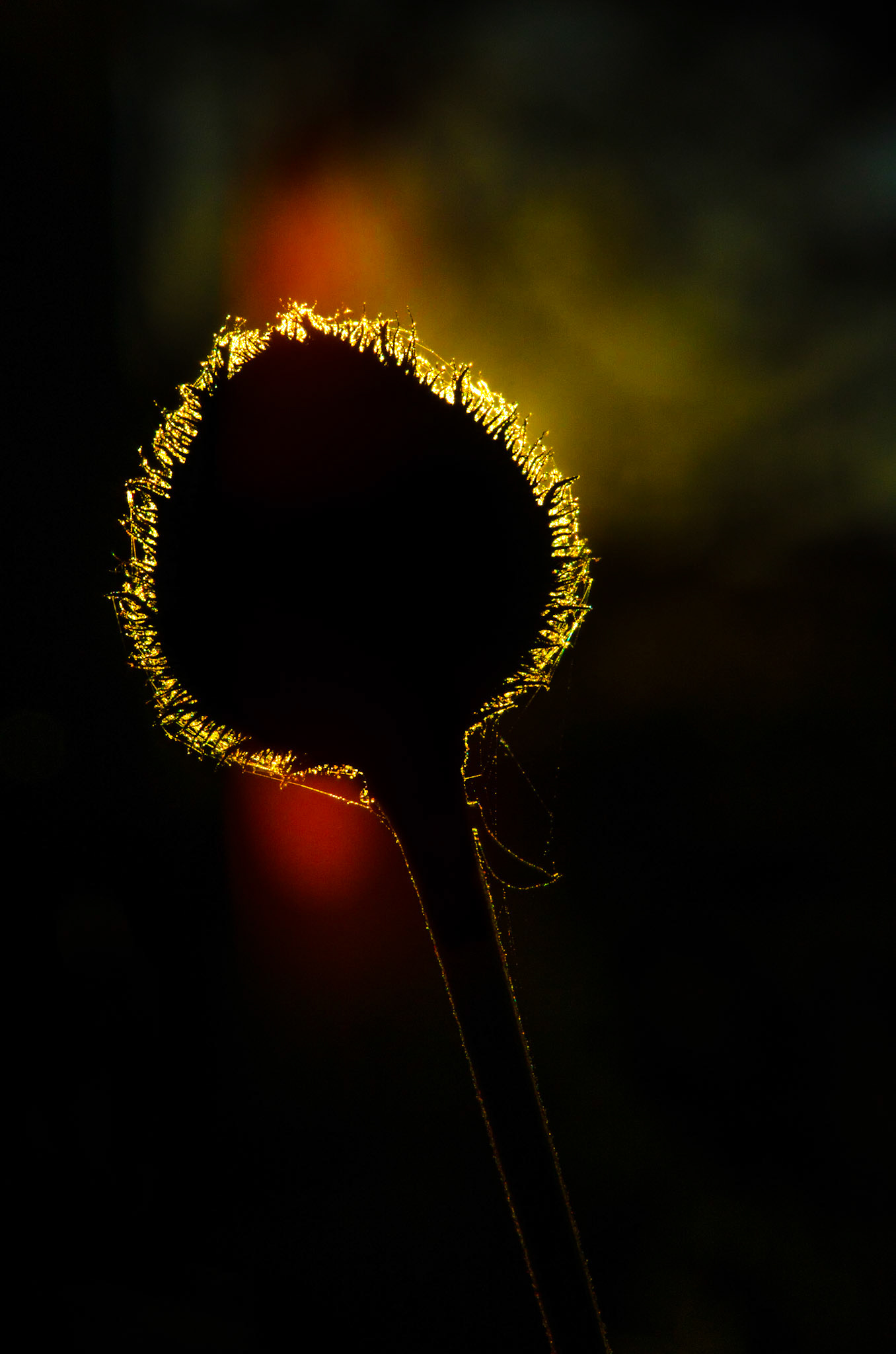 "Trolsk siluett"2013 - Norgesmesterkap foto, høst, accepted