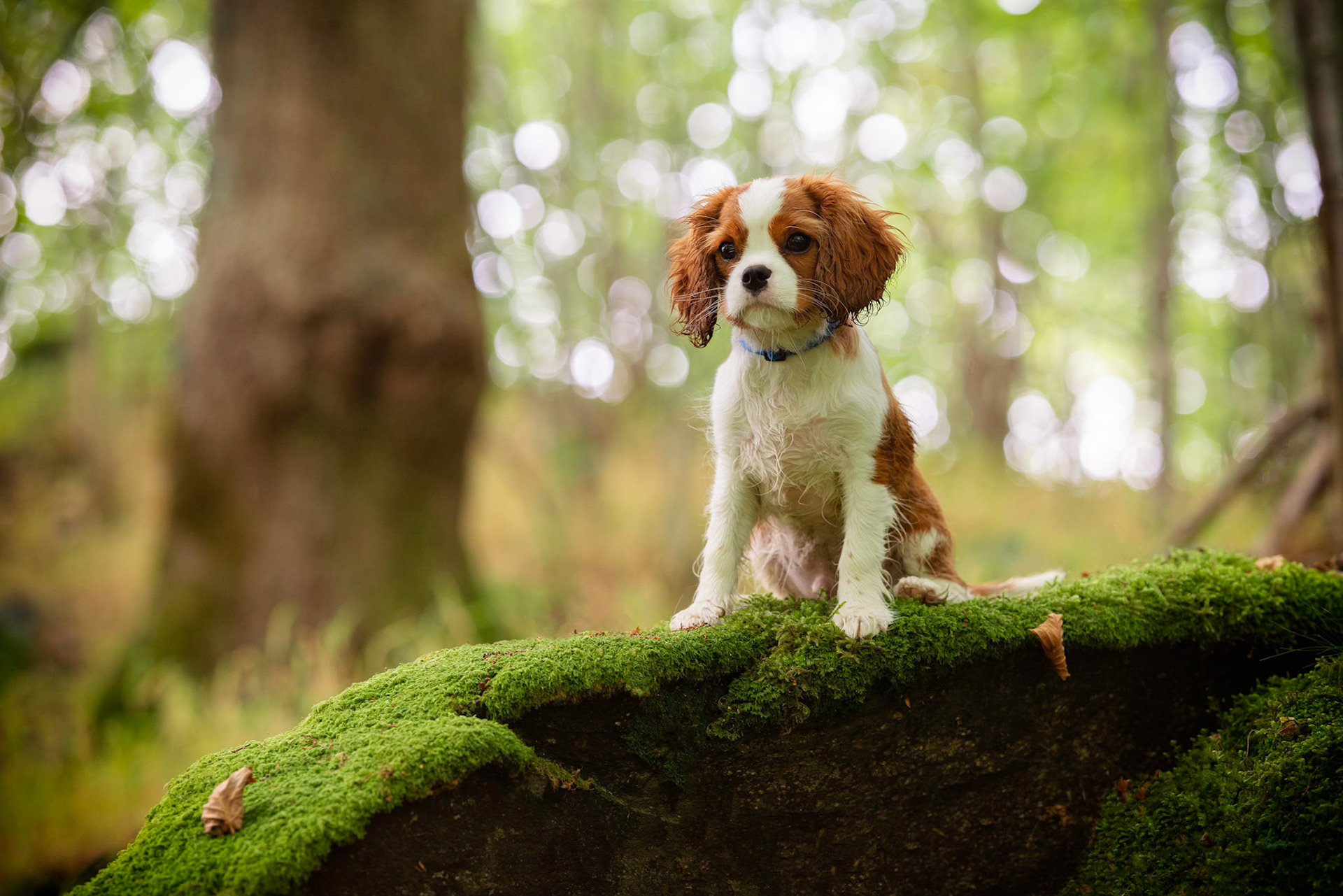Sanson, Cavalier King Charles Spaniel