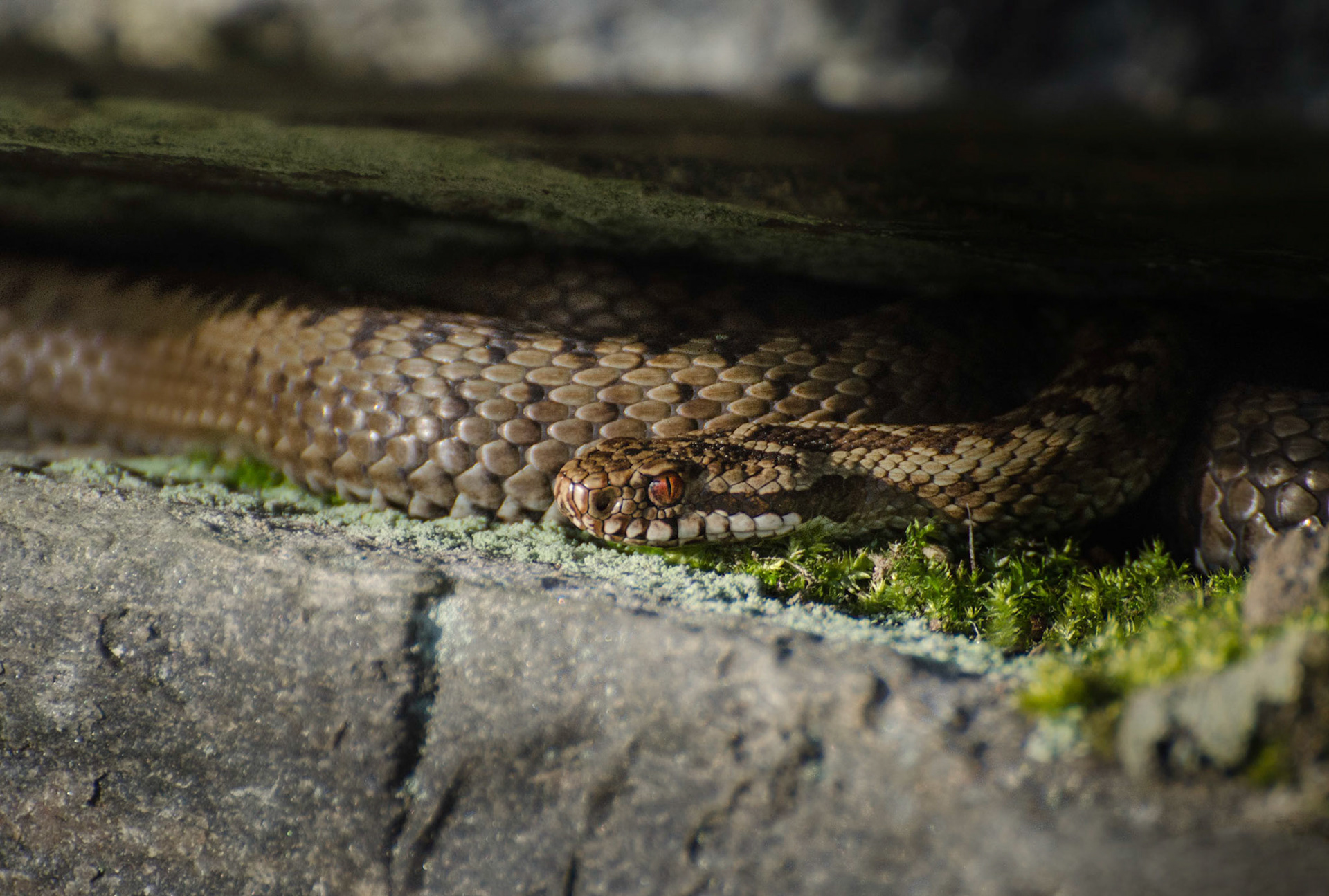 Hoggorm slikker kveldssol