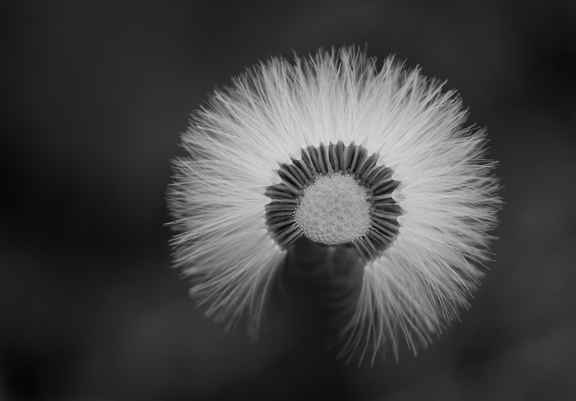 Pappus (flower structure)