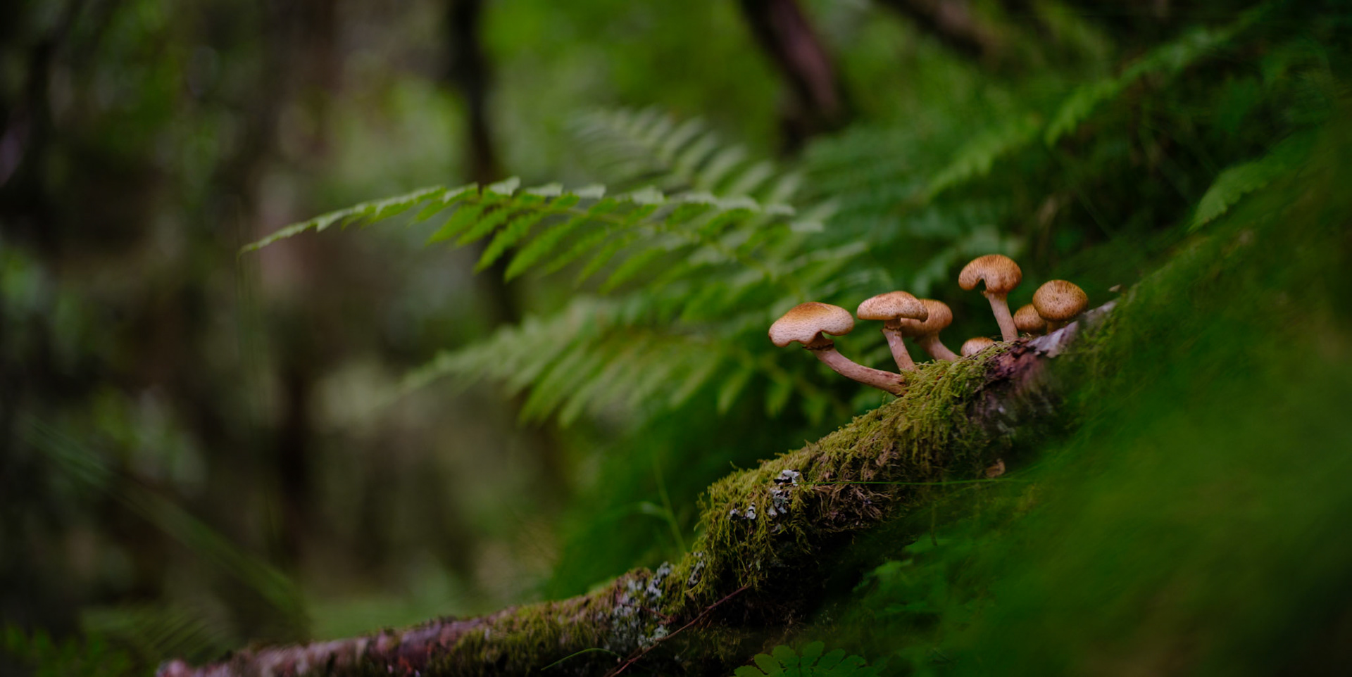 Anamorphic Series no 18