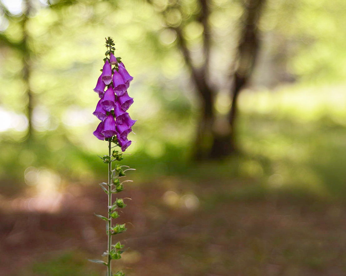 Foxglove