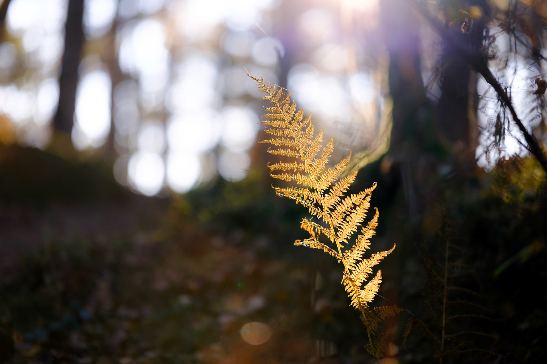Autumn backlight