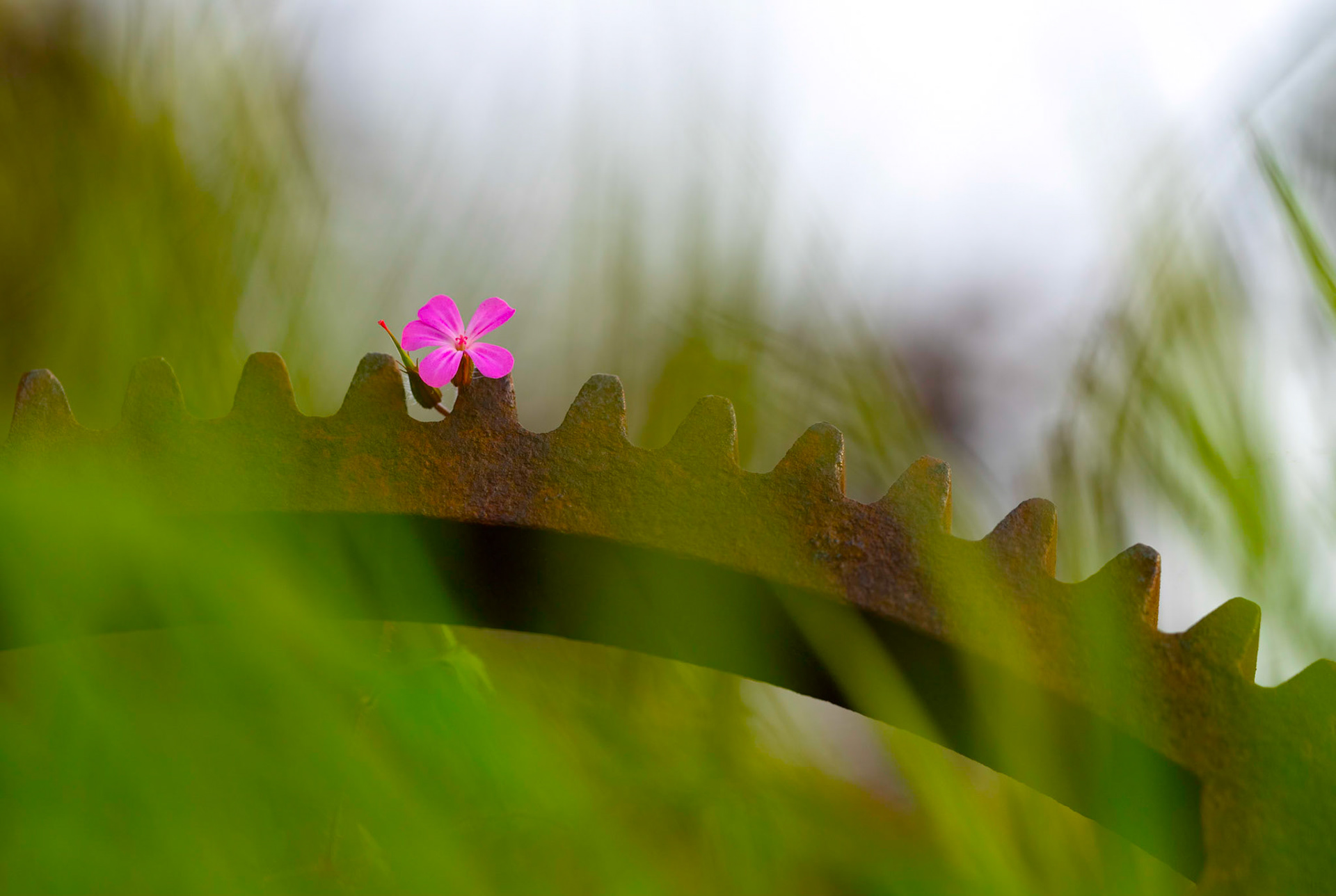 Flower on rusty iron