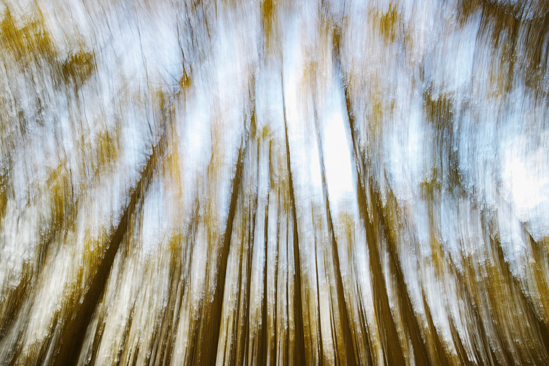 Larch in motion