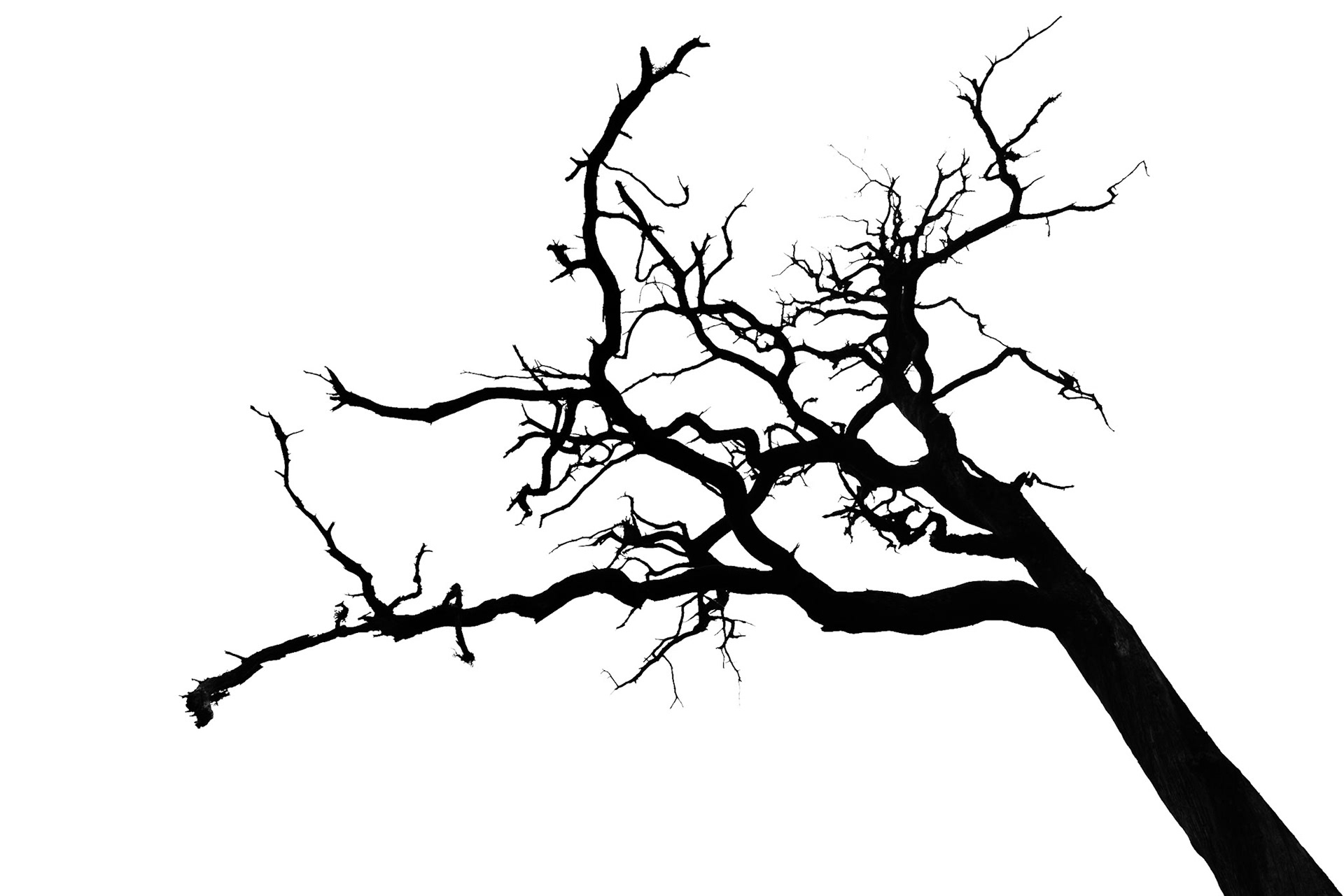 Monotone tree collection part 3