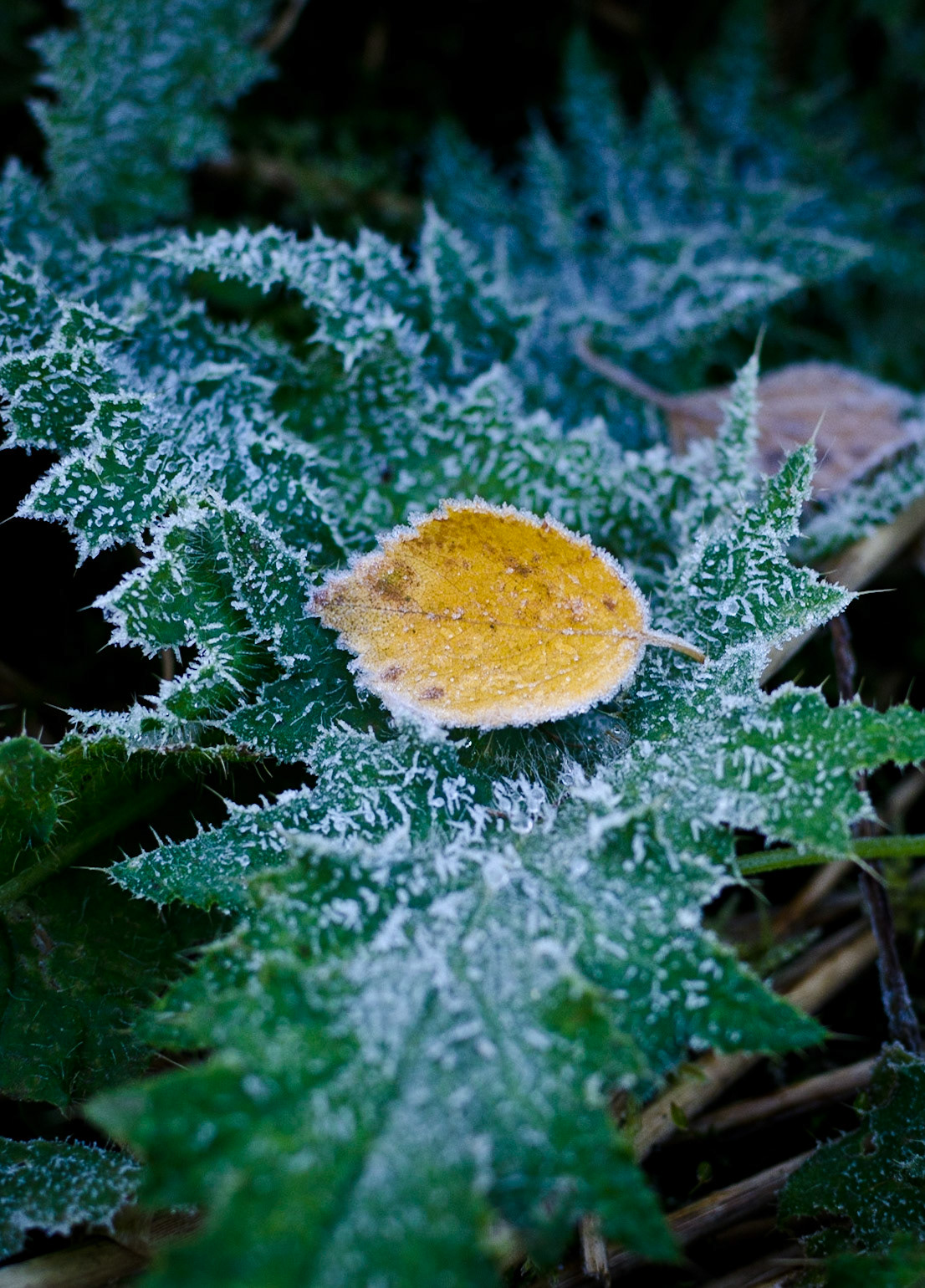 The first night frost