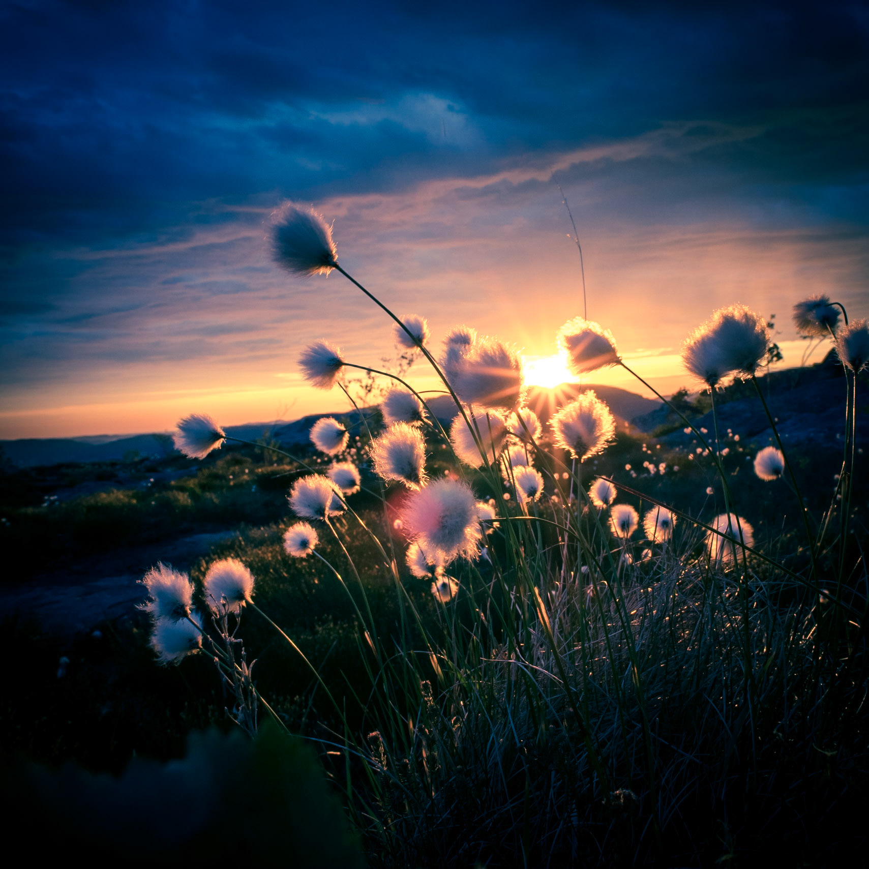 Myrull på Bogafjellet