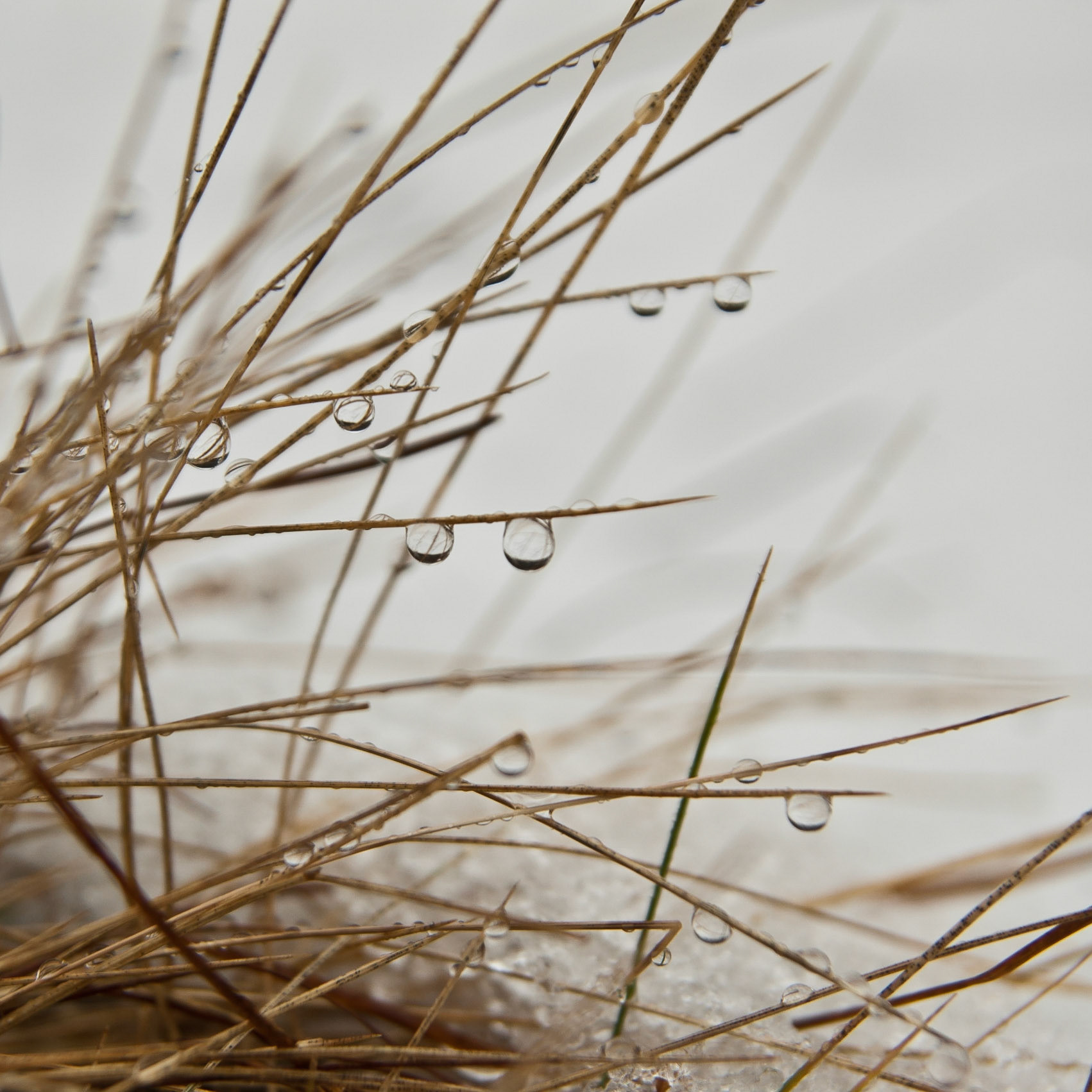 Water drops on dry grass