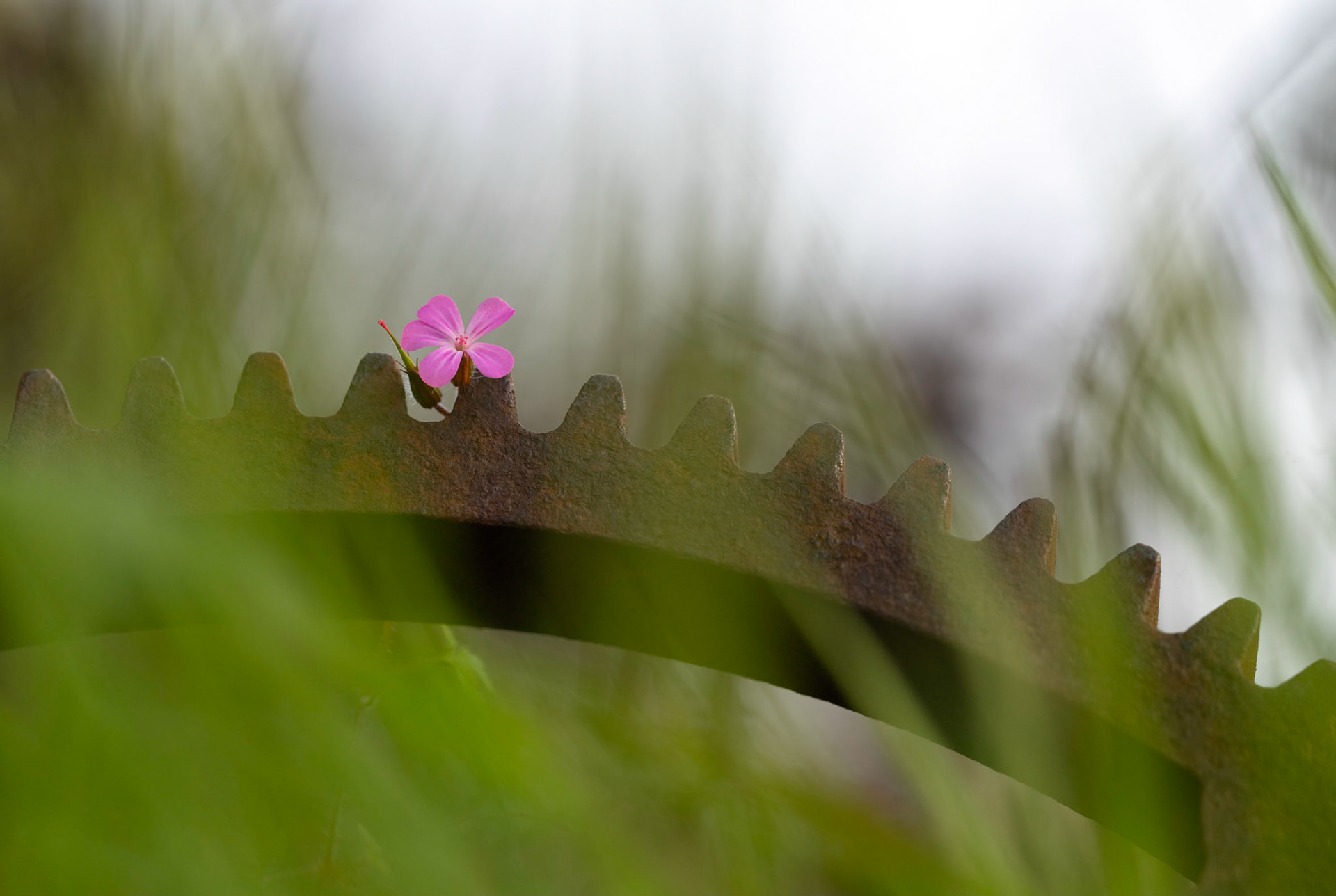 Flower on rusty iron