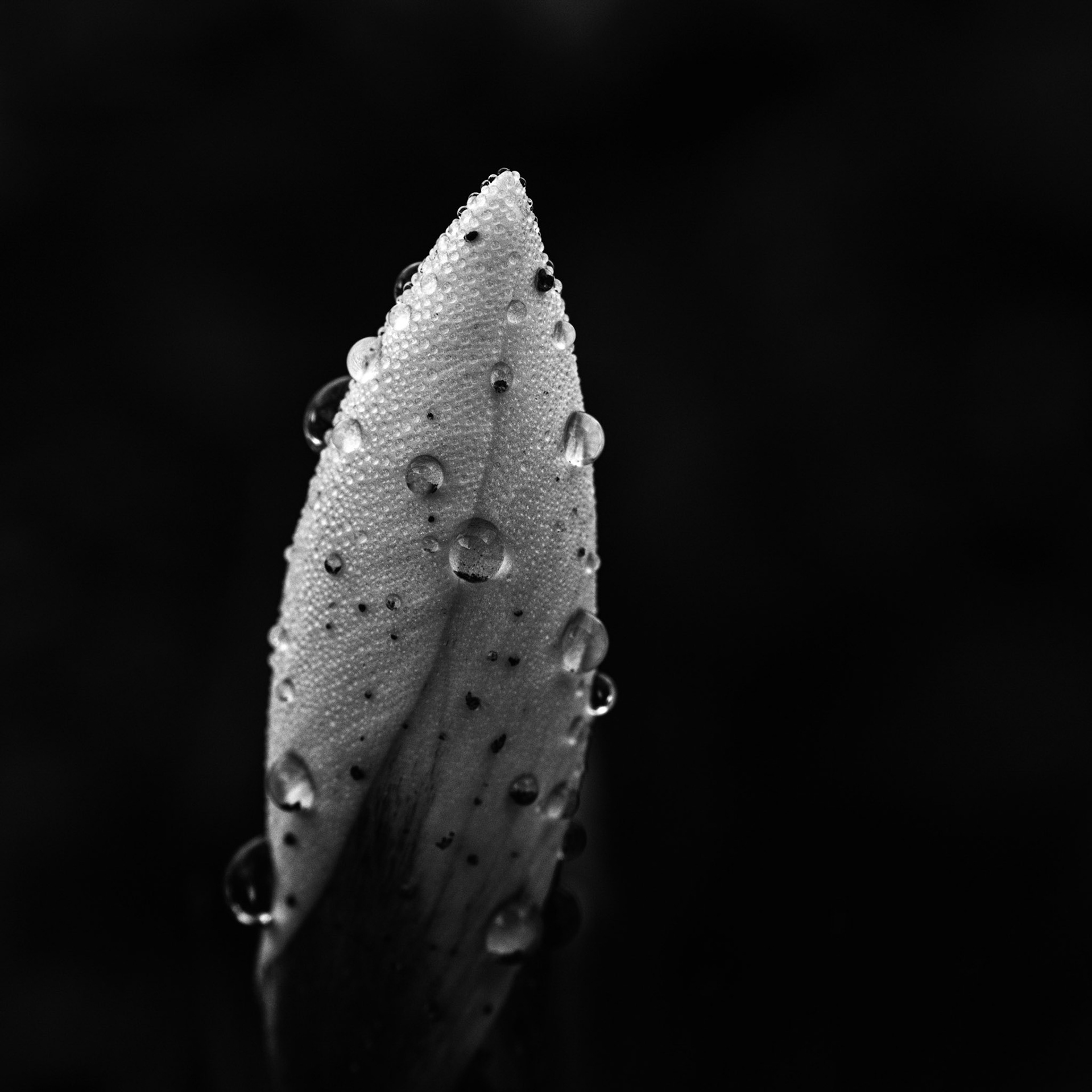 Krokus med morgendugg