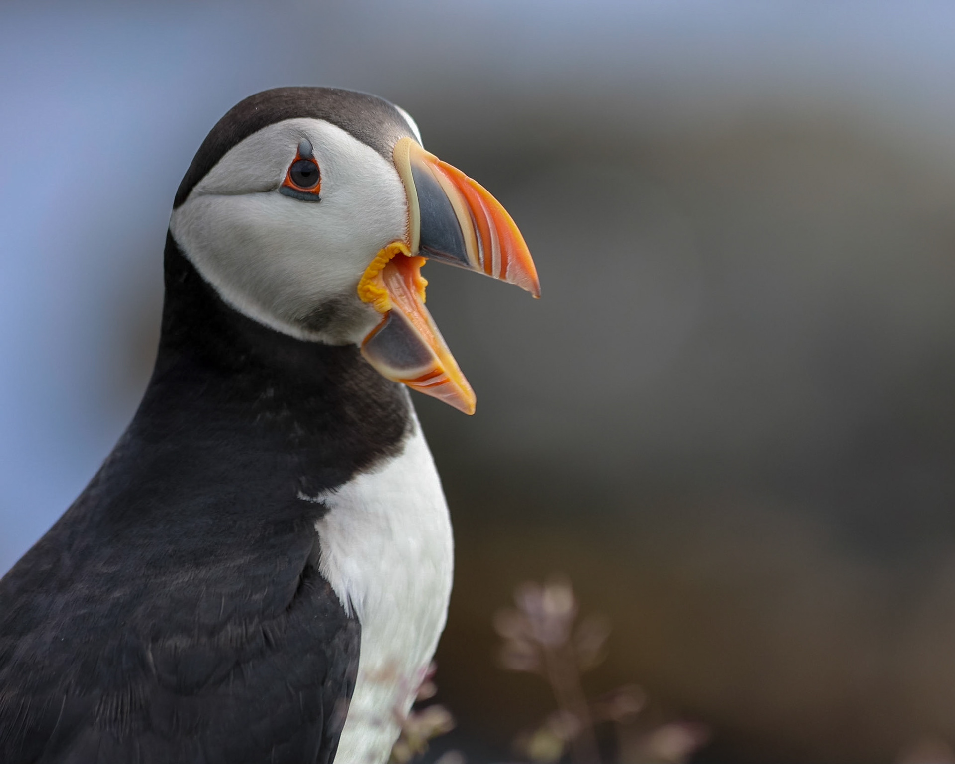 Chirping Puffin, Elliston