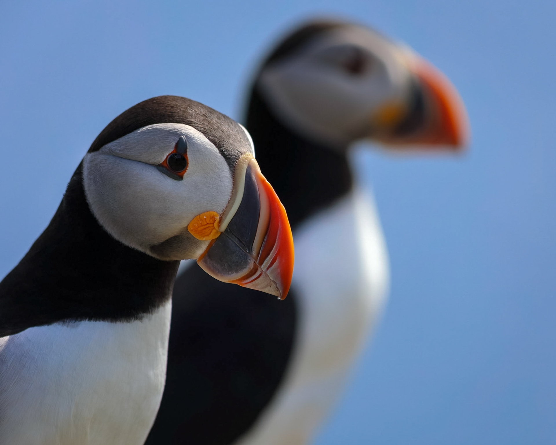 Two Puffins in Profile, Elliston
