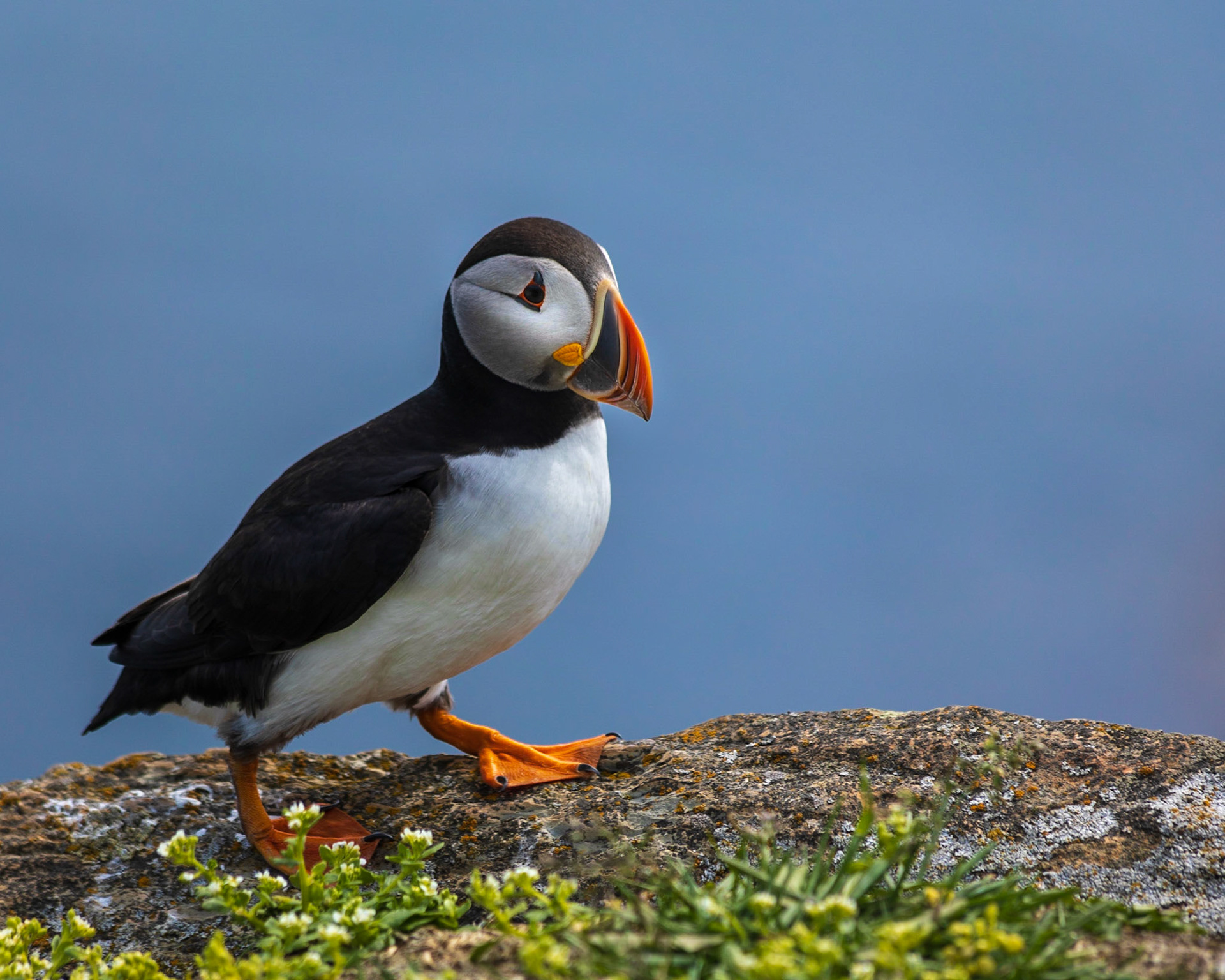 Walking Puffin, Elliston