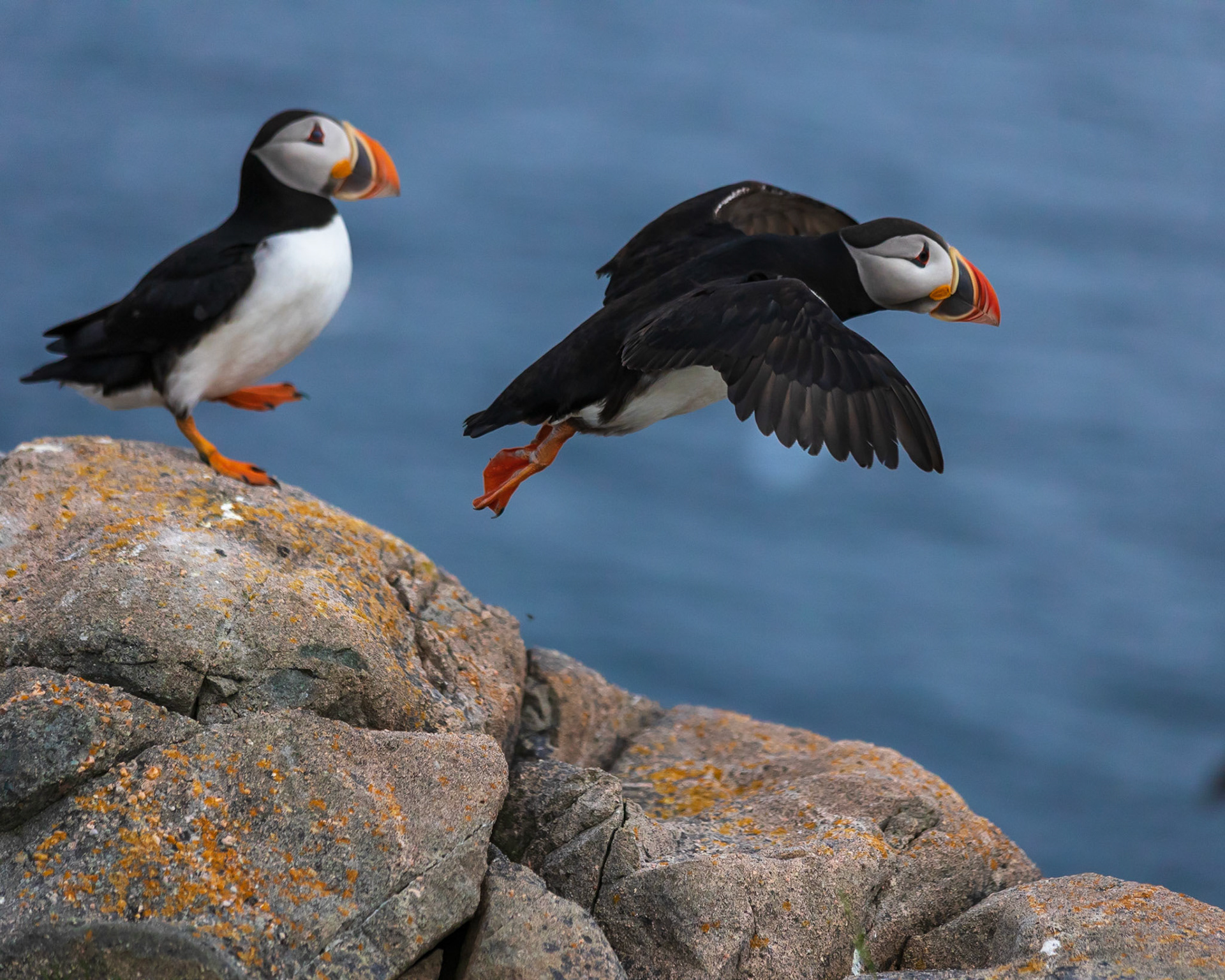 Puffin Taking Off, Cape Bonavista